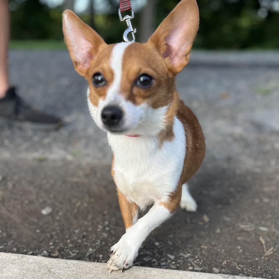 Enlarge Stardust, an adoptable mixed breed in Whitehall, PA image 3/6