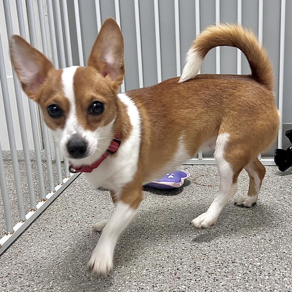 Stardust, adoptable, Adult Female Pembroke Welsh Corgi & Chihuahua.
