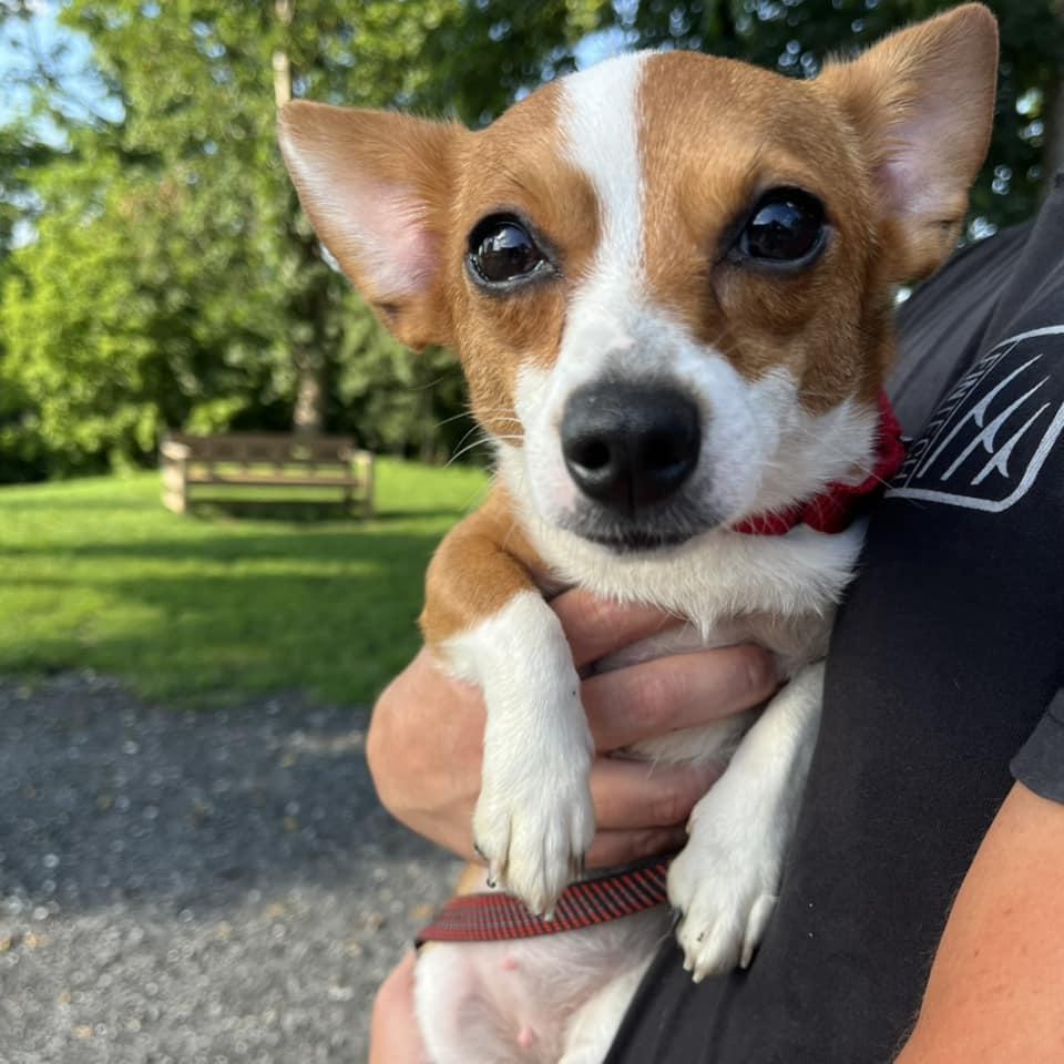 Enlarge Stardust, an adoptable mixed breed in Whitehall, PA image 4/6