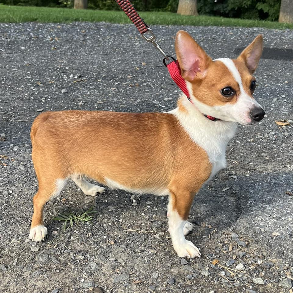 Enlarge Stardust, an adoptable mixed breed in Whitehall, PA image 5/6