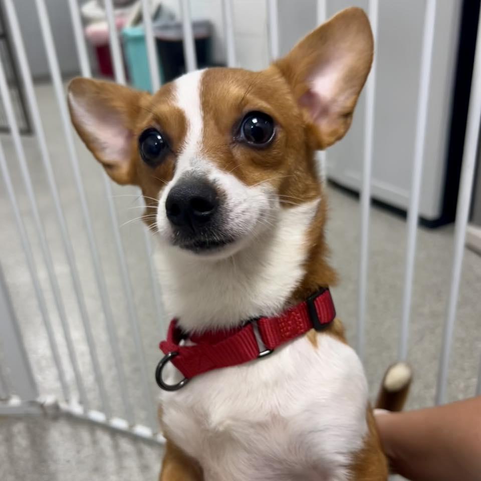 Enlarge Stardust, an adoptable mixed breed in Whitehall, PA image 6/6