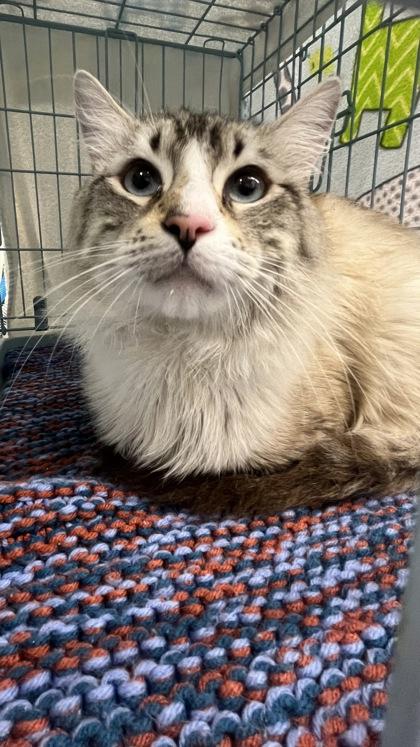 Martin, Adoptable, Adult Male Domestic Medium Hair & Domestic Short Hair.