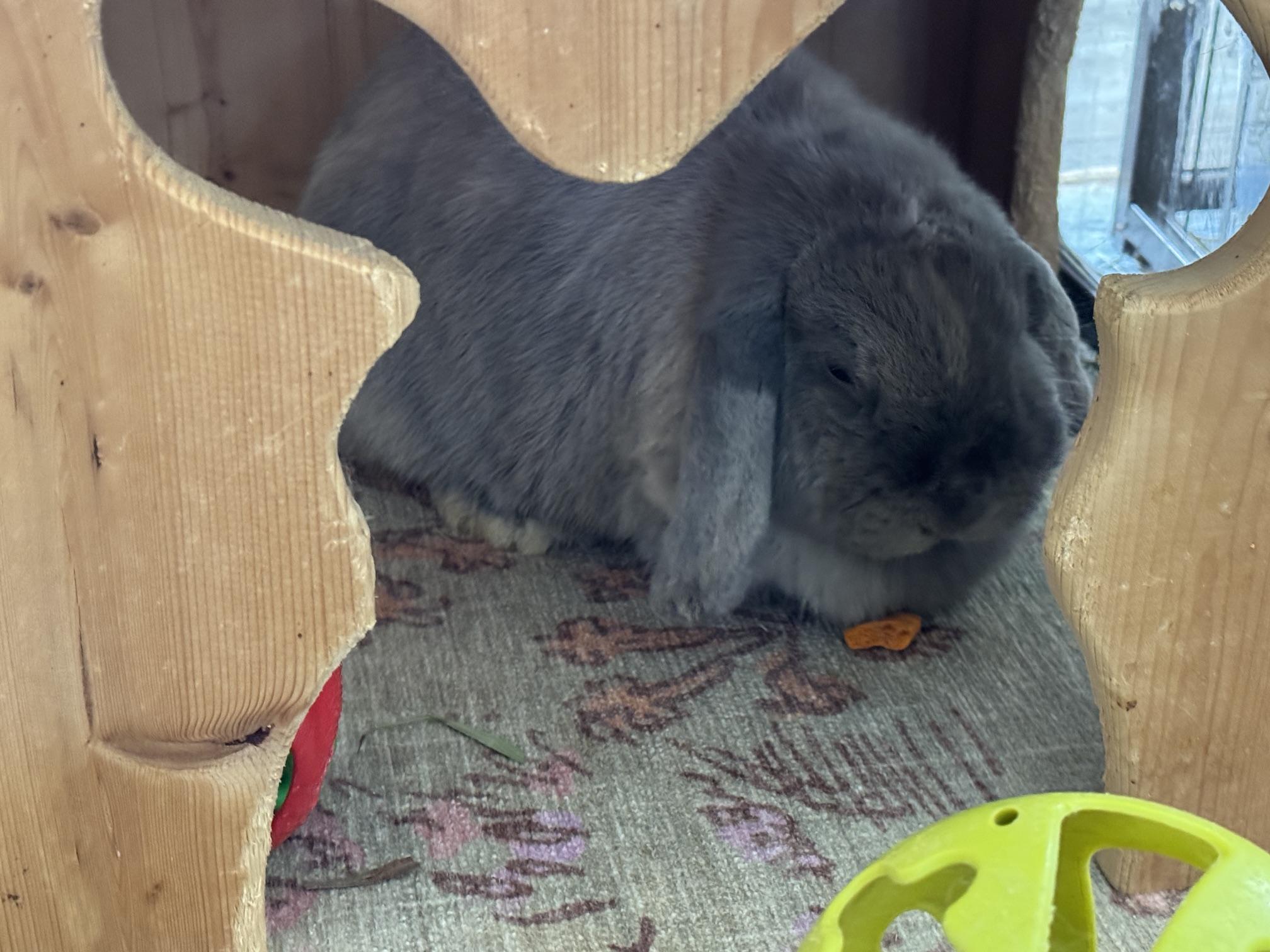 Enlarge Daphne, a Adoptable Mini Lop in Waynesboro, VA image 4/4