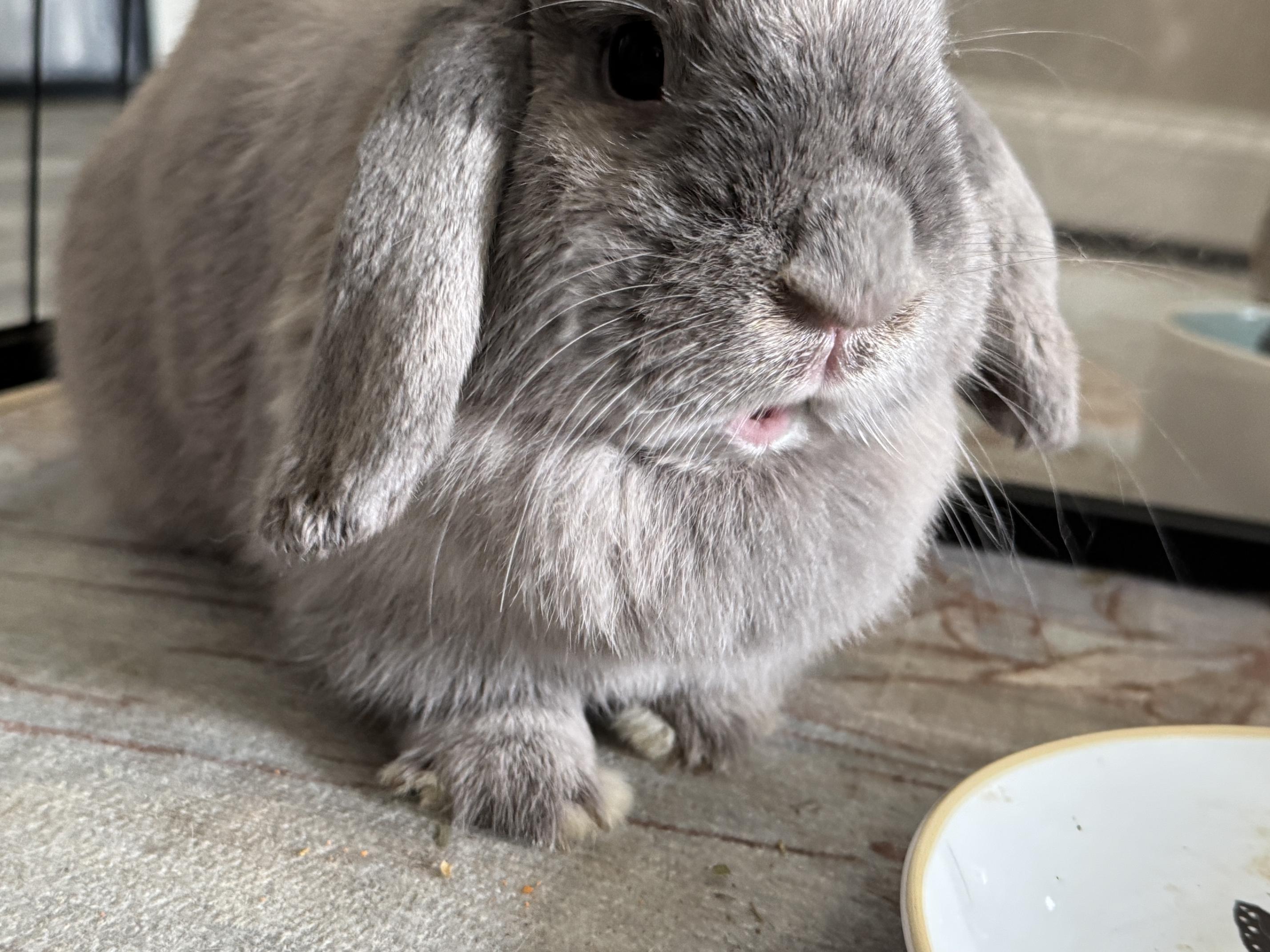 Enlarge Daphne, a Adoptable Mini Lop in Waynesboro, VA image 3/4