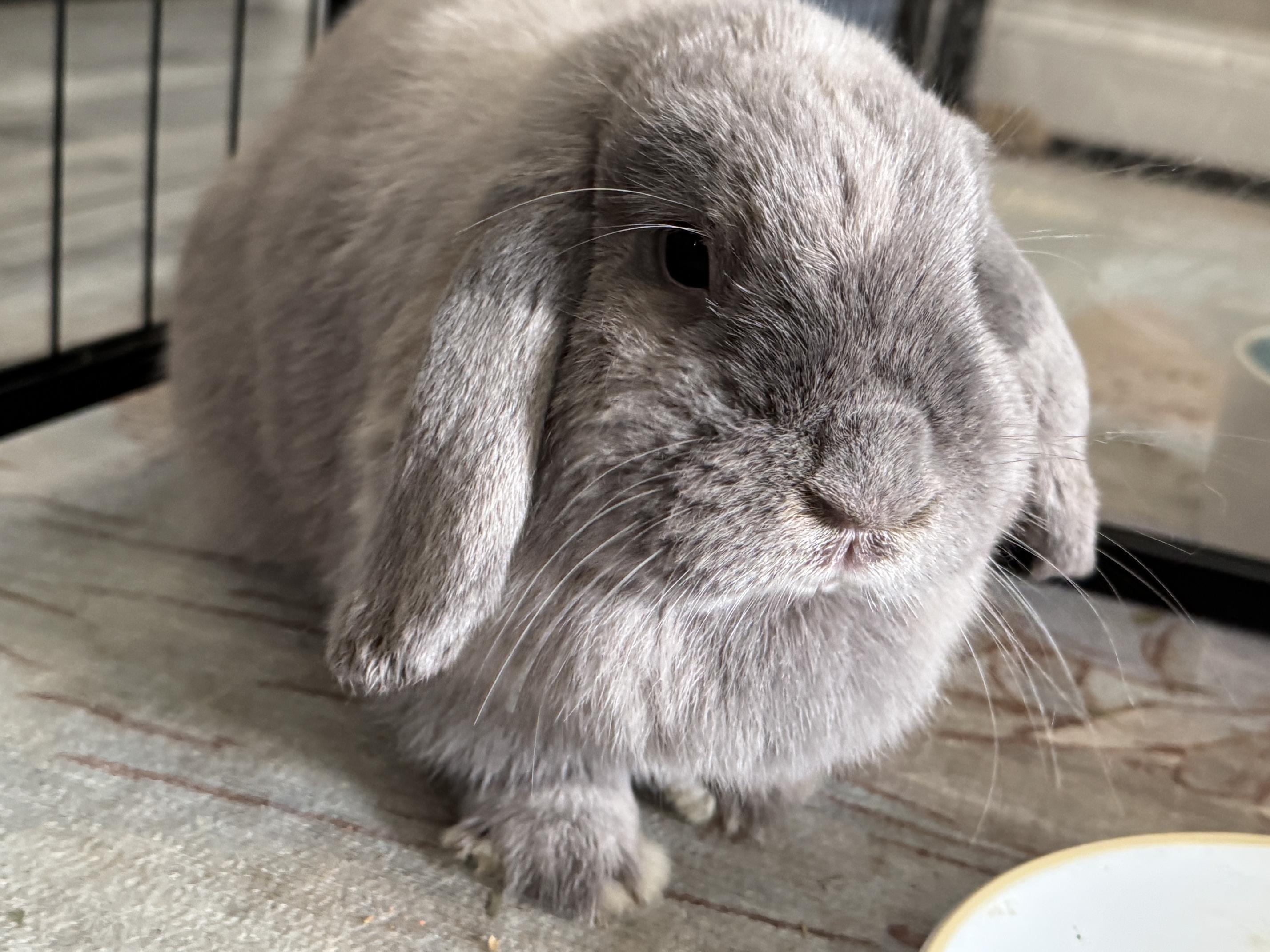 Enlarge Daphne, a Adoptable Mini Lop in Waynesboro, VA image 1/4
