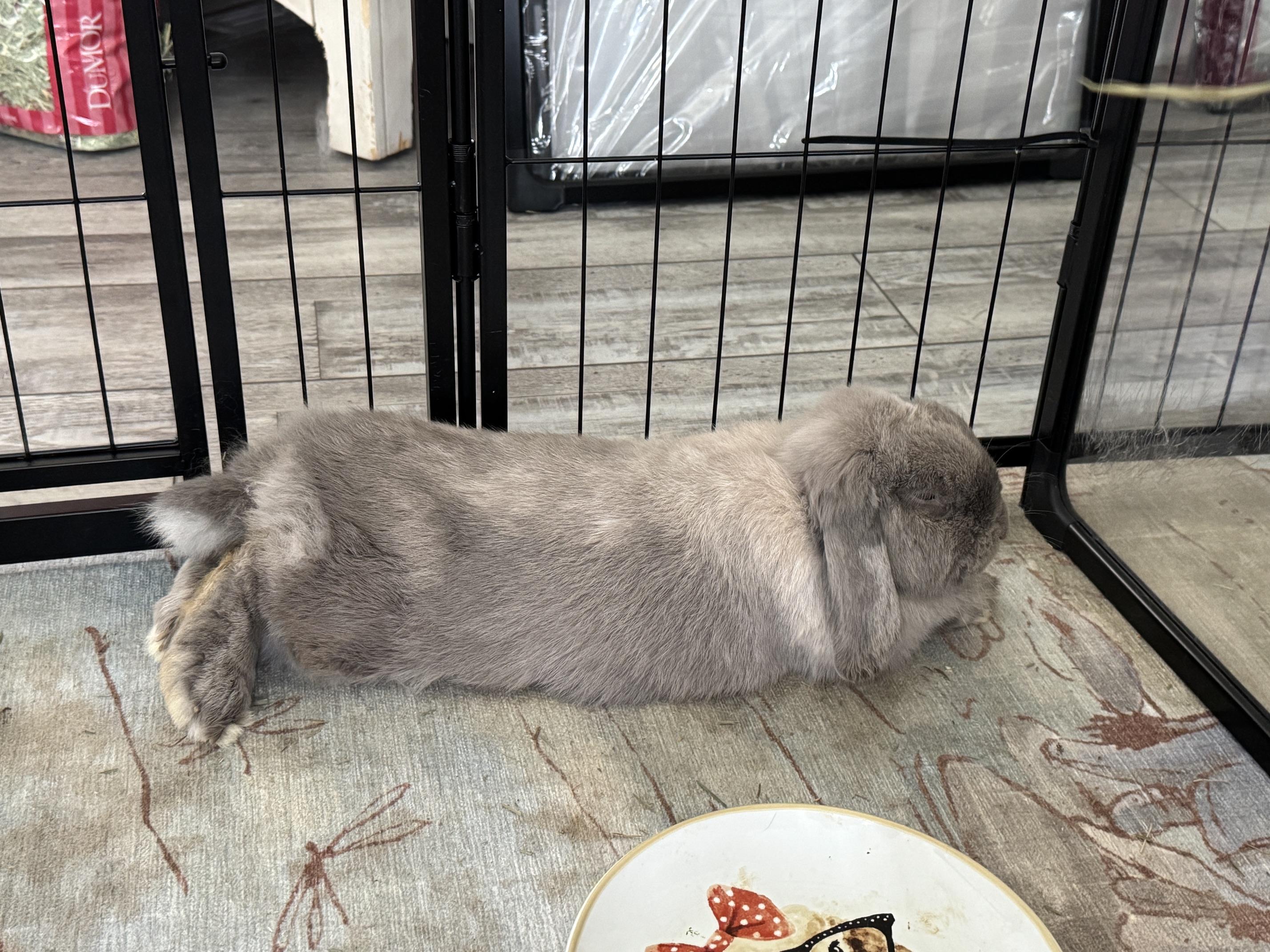 Enlarge Daphne, a Adoptable Mini Lop in Waynesboro, VA image 2/4