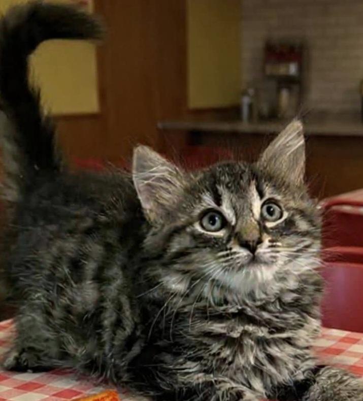 Enlarge Salerno, a Adoptable Domestic Medium Hair in West Pittston, PA image 1/1
