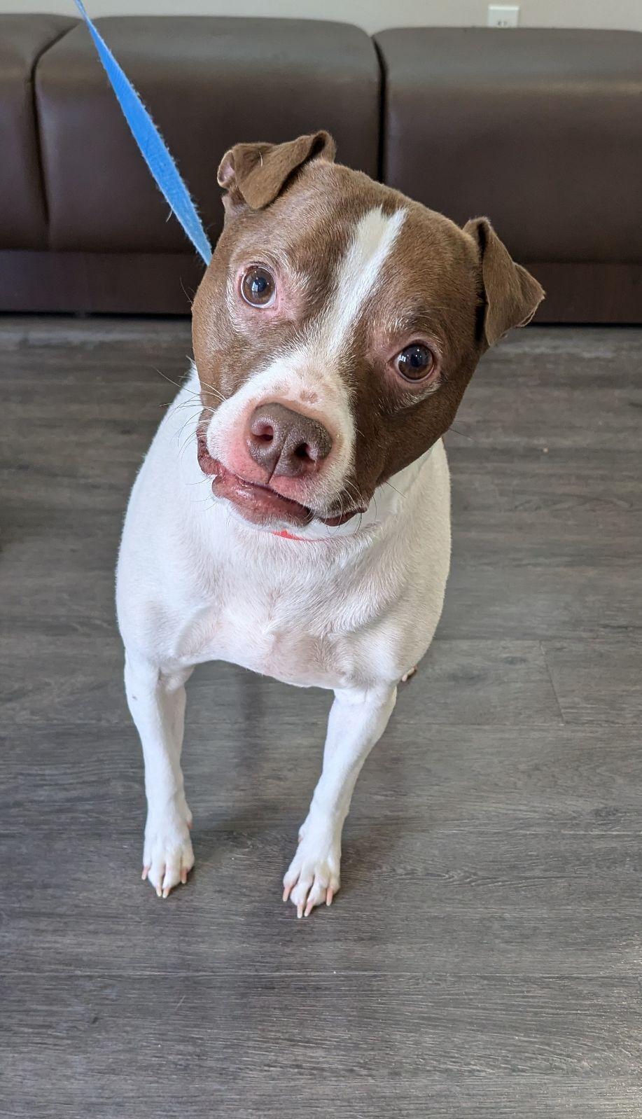 Enlarge Trooper, a Adopted mixed breed in Jackson, MI image 2/2