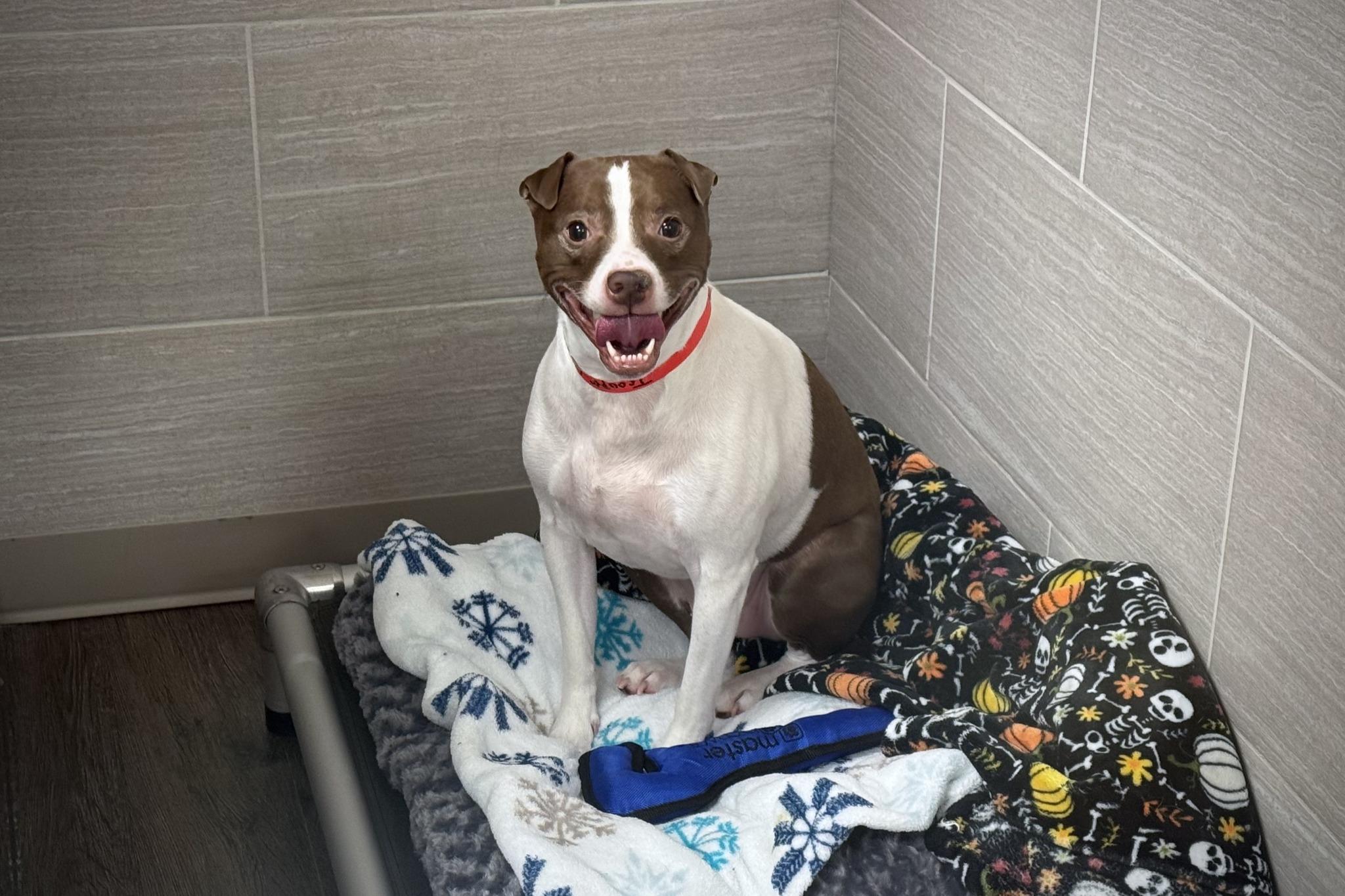 Enlarge Trooper, a Adopted mixed breed in Jackson, MI image 1/2