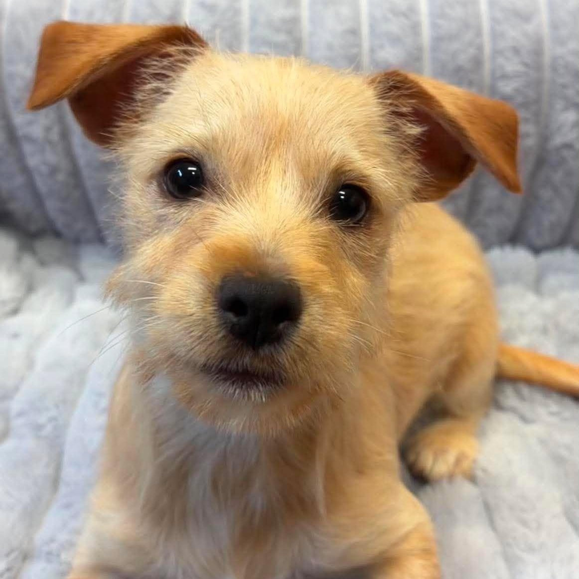 Serenity, adopted, Puppy Female Yorkshire Terrier.