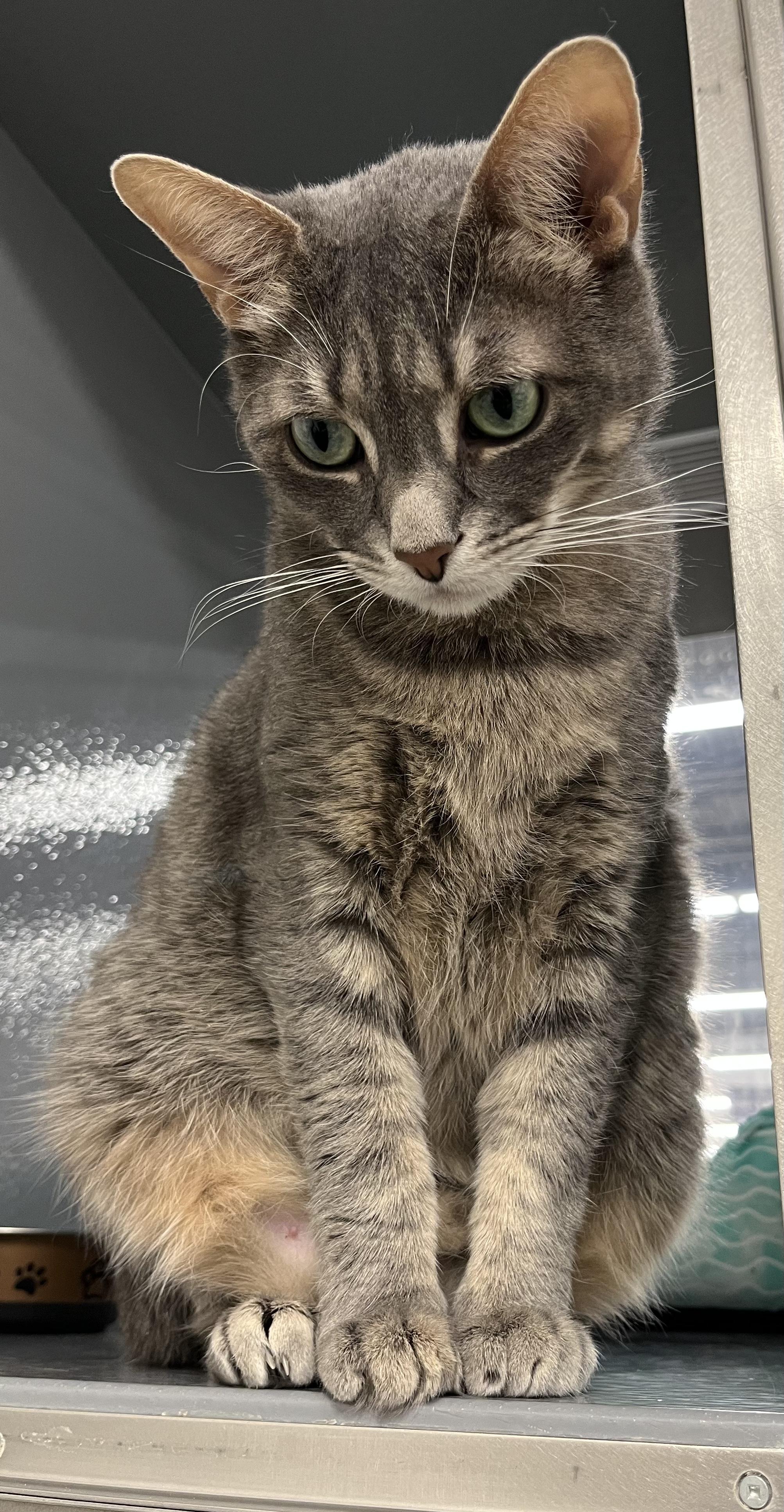 Enlarge Mirage, a Adoptable Domestic Short Hair in Pickering, ON image 3/3