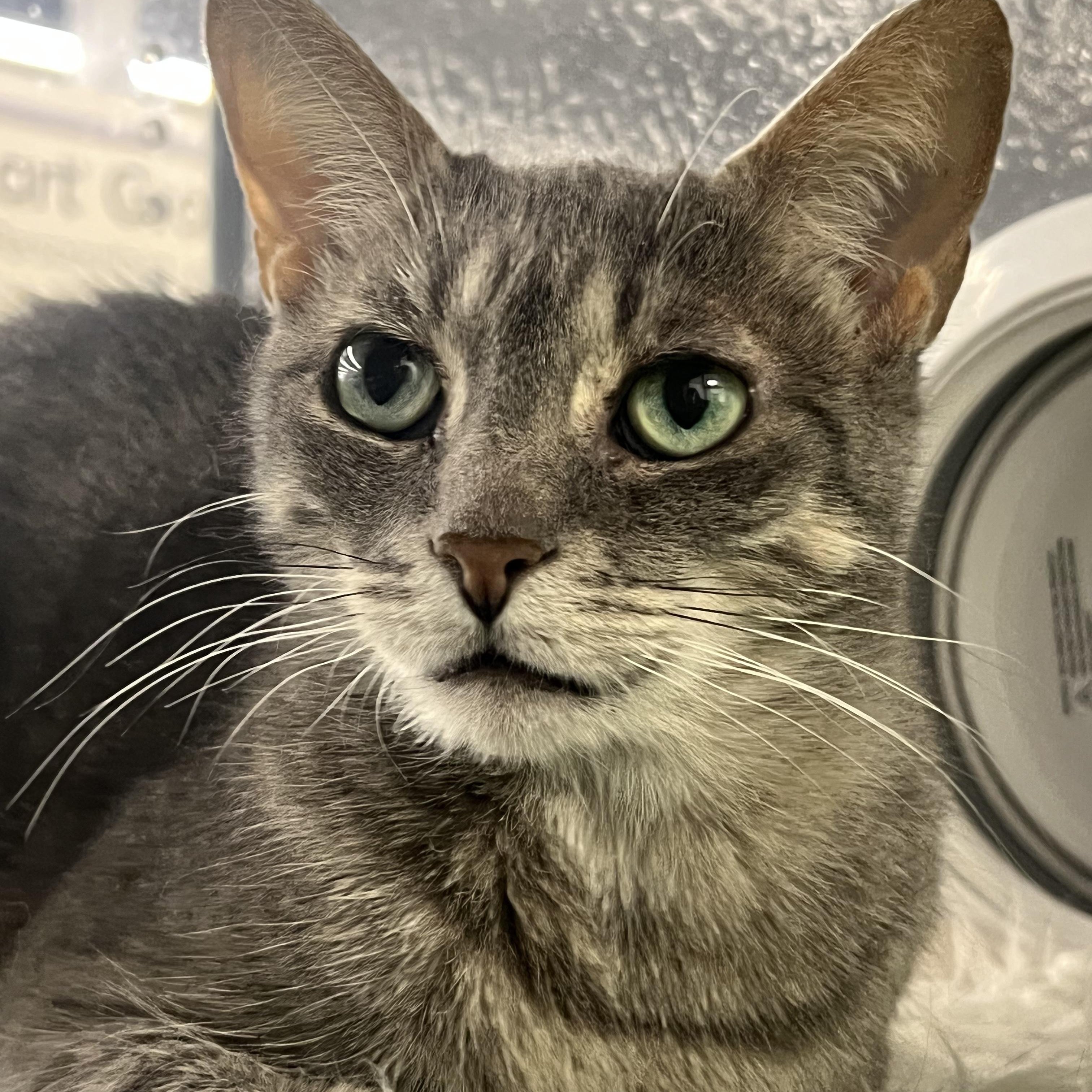 Mirage, Adoptable, Adult Female Domestic Short Hair.