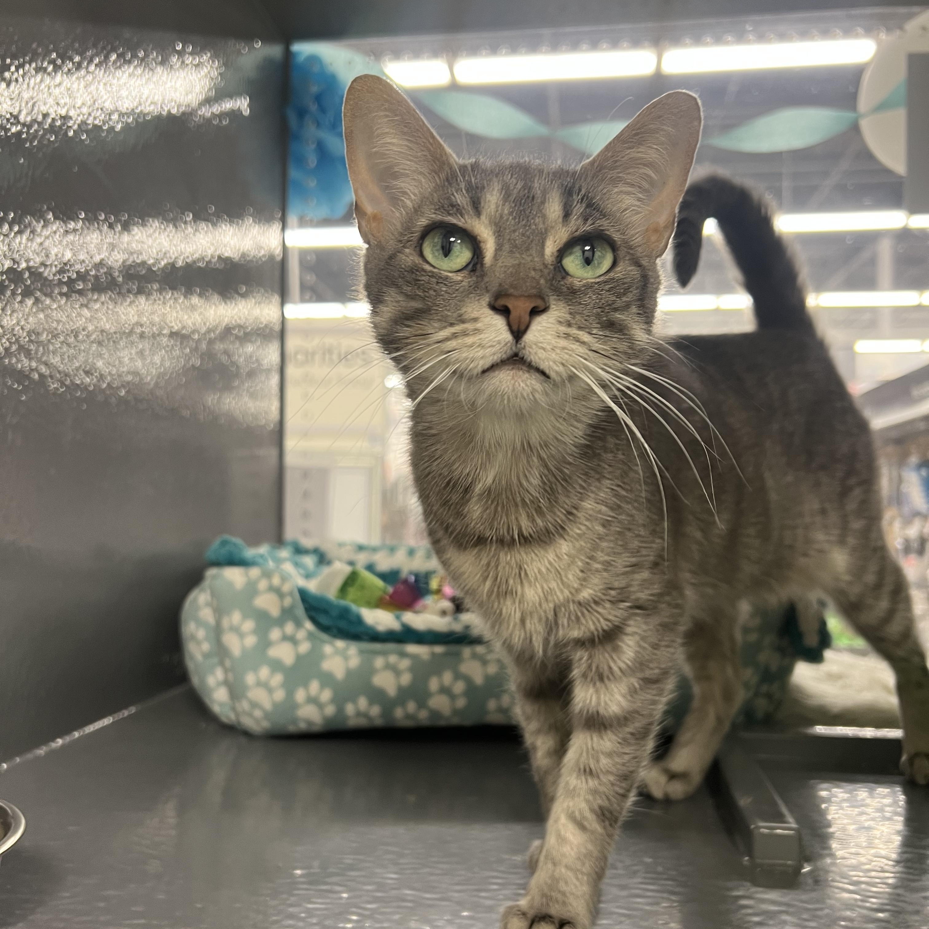 Enlarge Mirage, a Adoptable Domestic Short Hair in Pickering, ON image 2/2