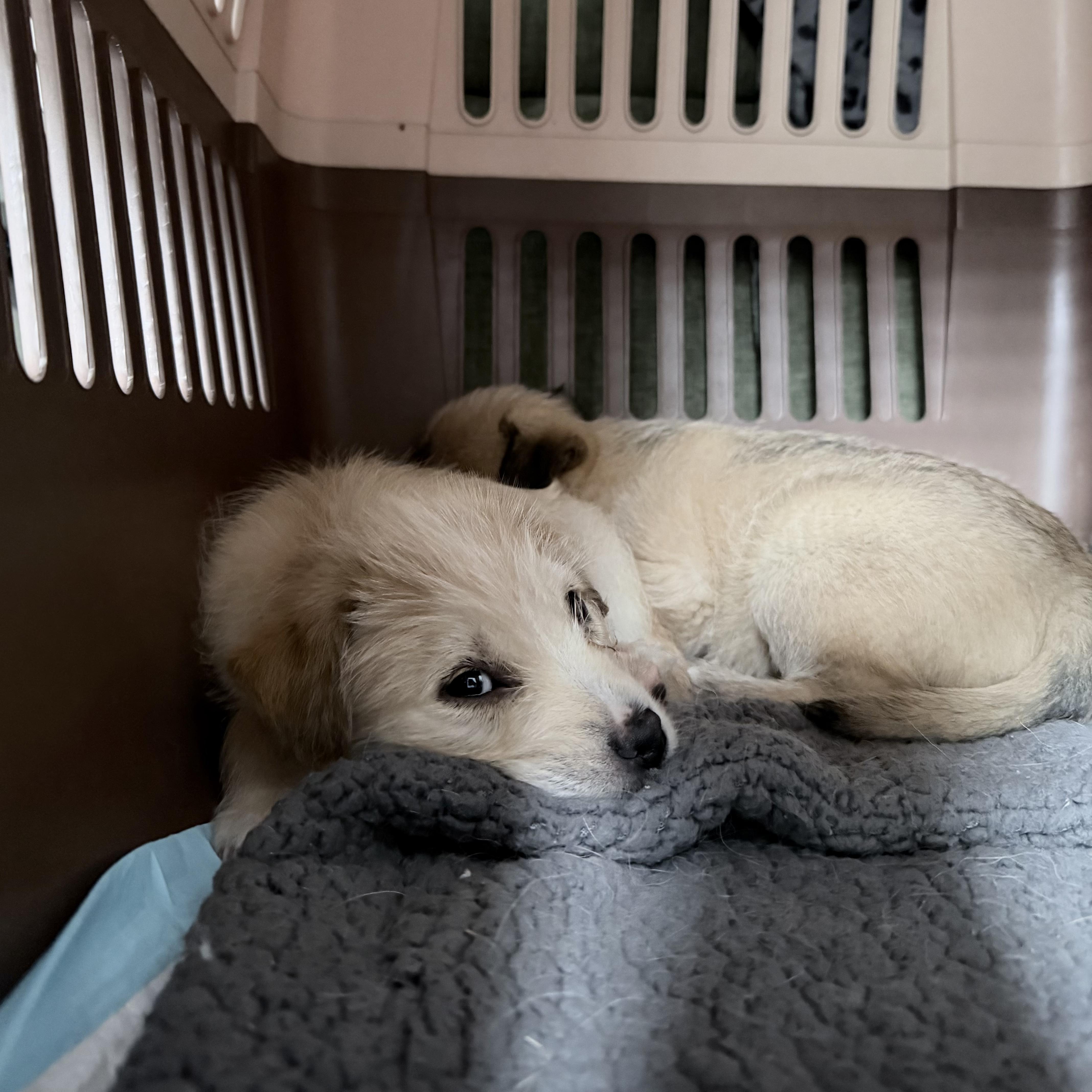 Sage, an adopted mixed breed in Van Nuys, CA image 3/6