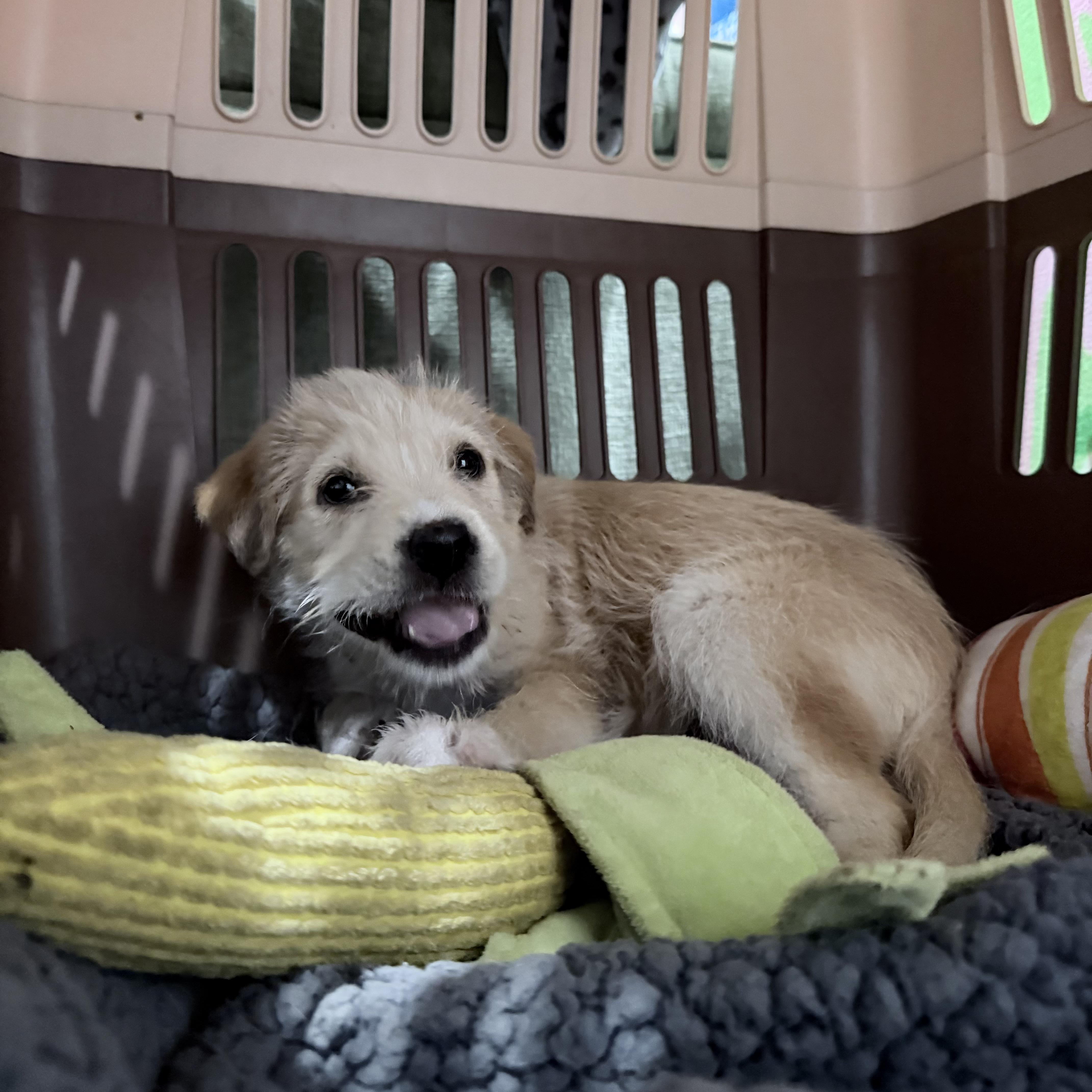 Sage, adopted, Puppy Female Border Terrier.