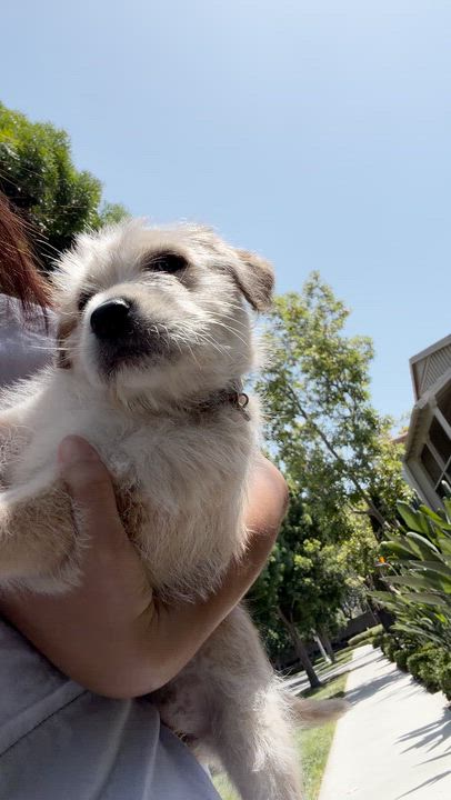 Enlarge Sage, an adopted mixed breed in Van Nuys, CA video 6/6