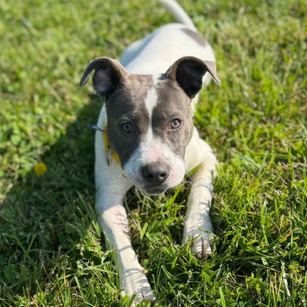 Kira, Adoptable, Puppy Female Mixed Breed.