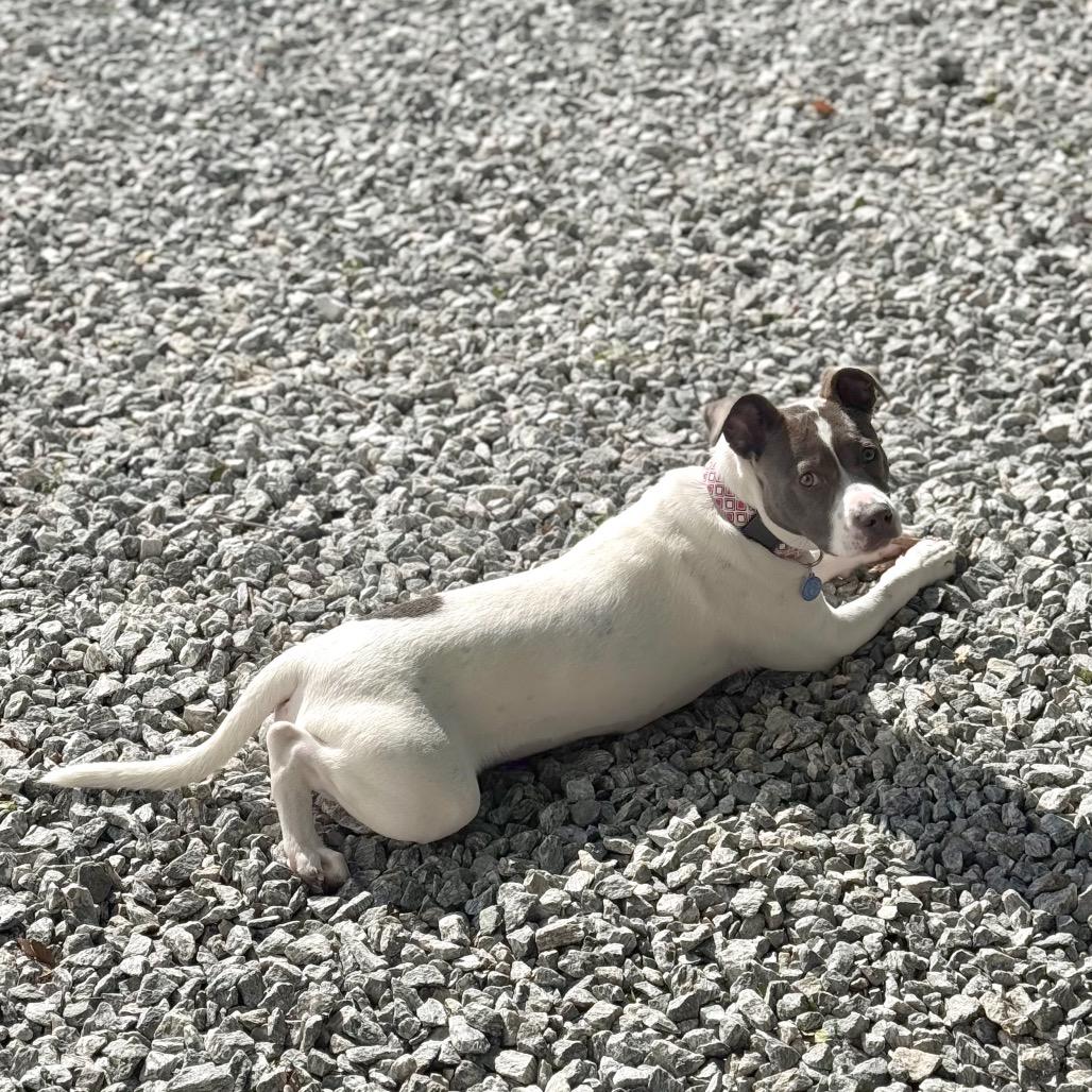 Enlarge Kira, a Adoptable Mixed Breed in Hendersonville, NC image 3/6