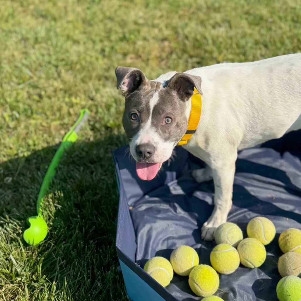 Enlarge Kira, a Adoptable Mixed Breed in Hendersonville, NC image 4/6