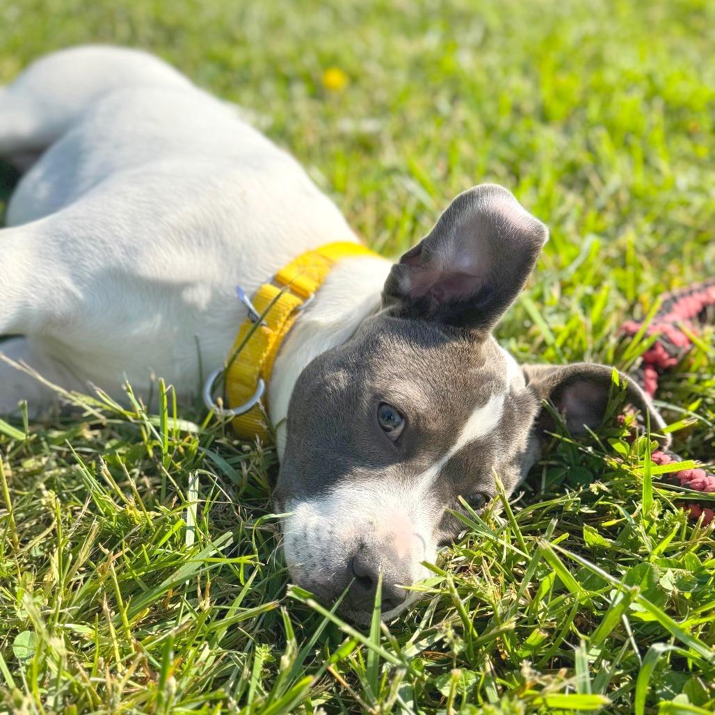 Enlarge Kira, a Adoptable Mixed Breed in Hendersonville, NC image 5/6