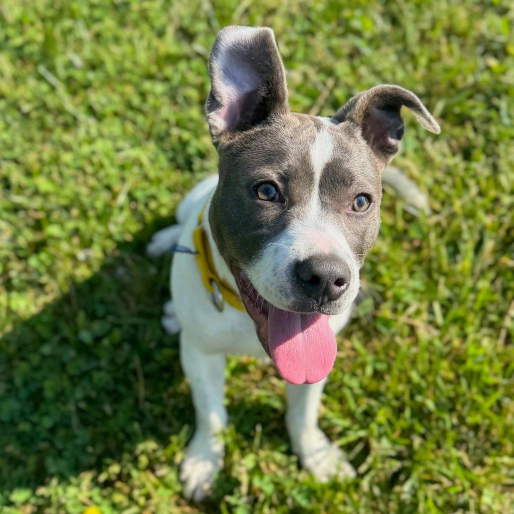 Enlarge Kira, a Adoptable Mixed Breed in Hendersonville, NC image 6/6
