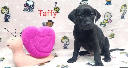 Taffy
