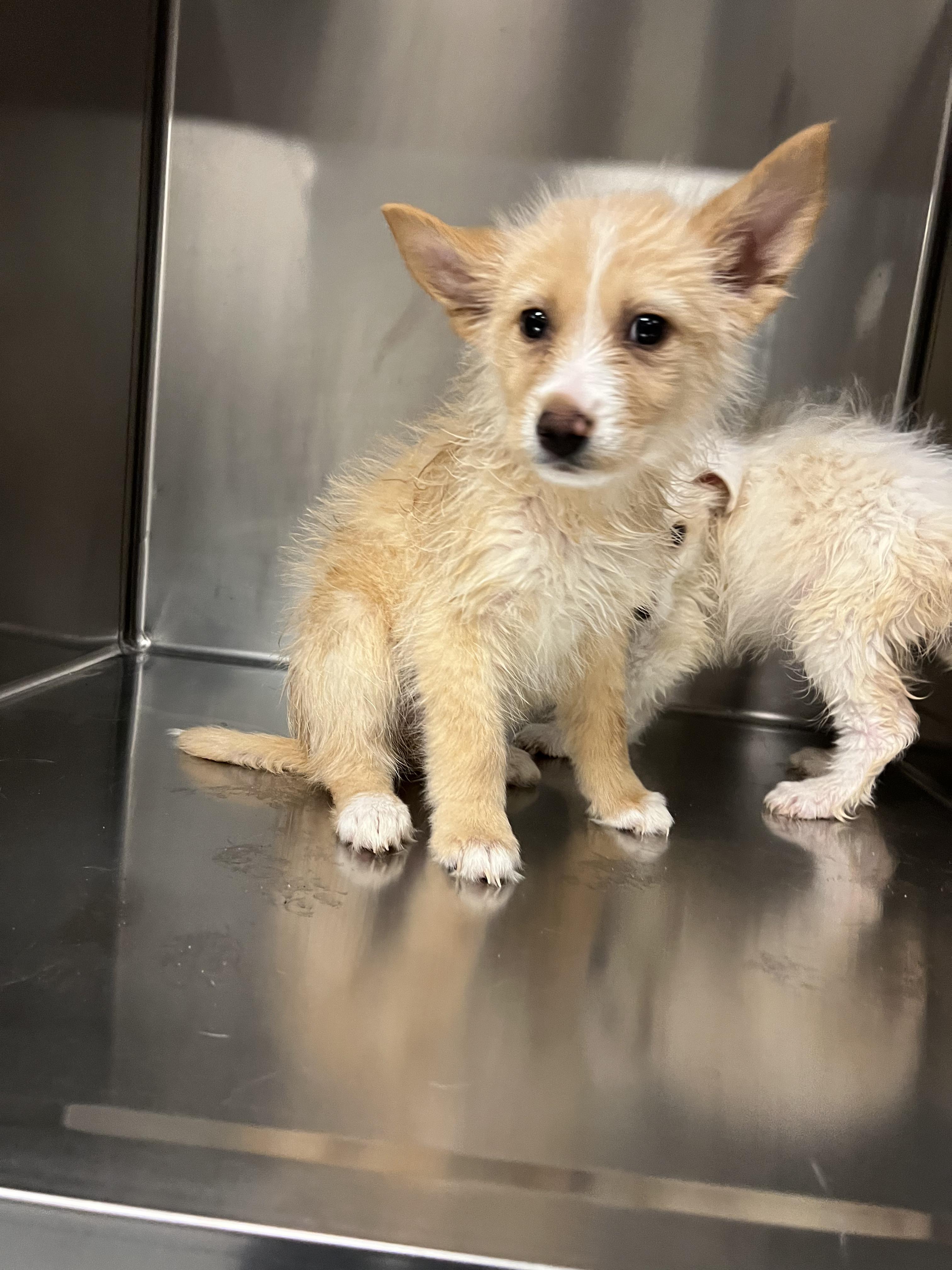 Enlarge Svetlana, a Adoptable mixed breed in Fort Collins, CO image 2/5