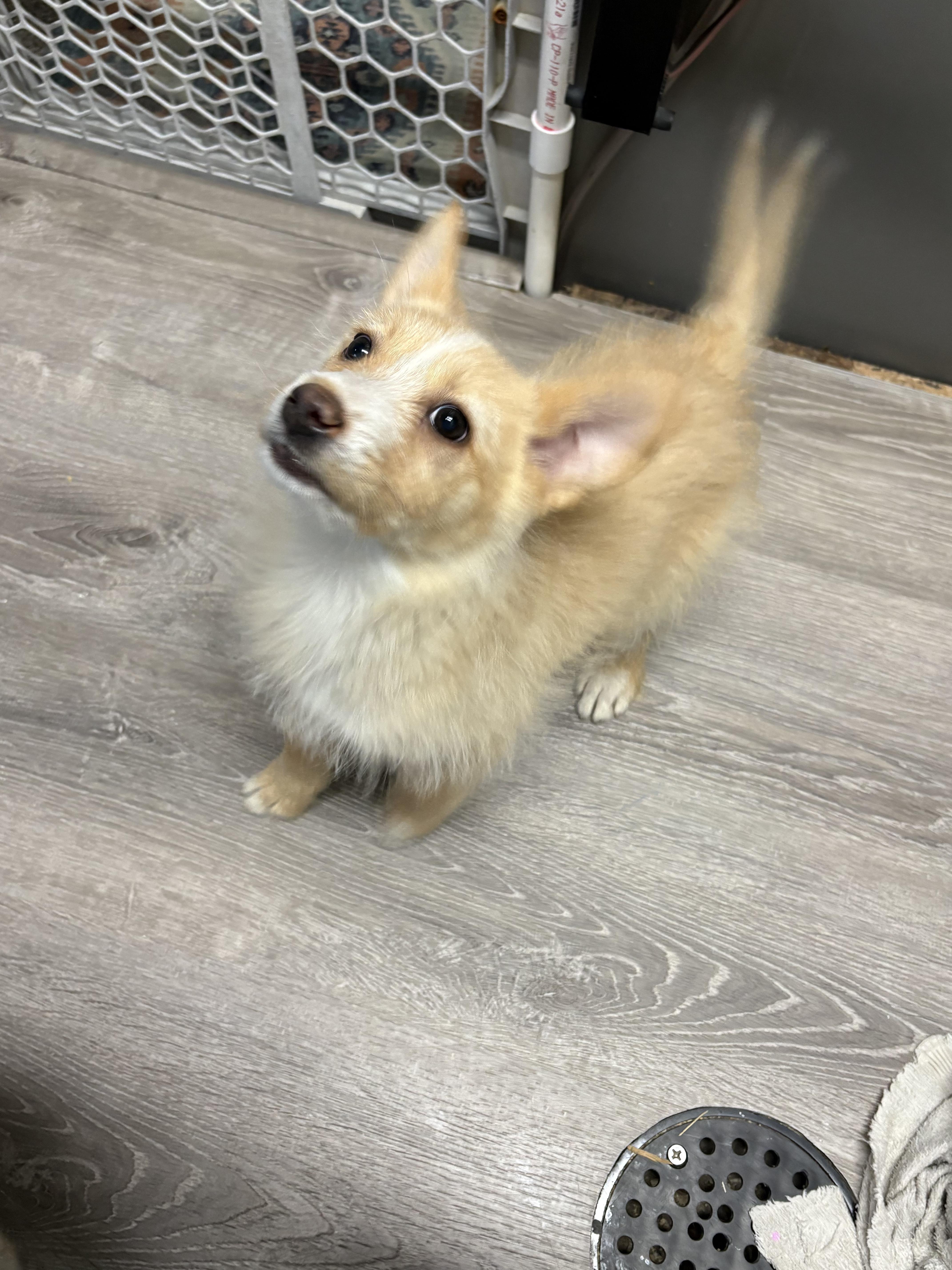 Enlarge Svetlana, a Adoptable mixed breed in Fort Collins, CO image 5/5