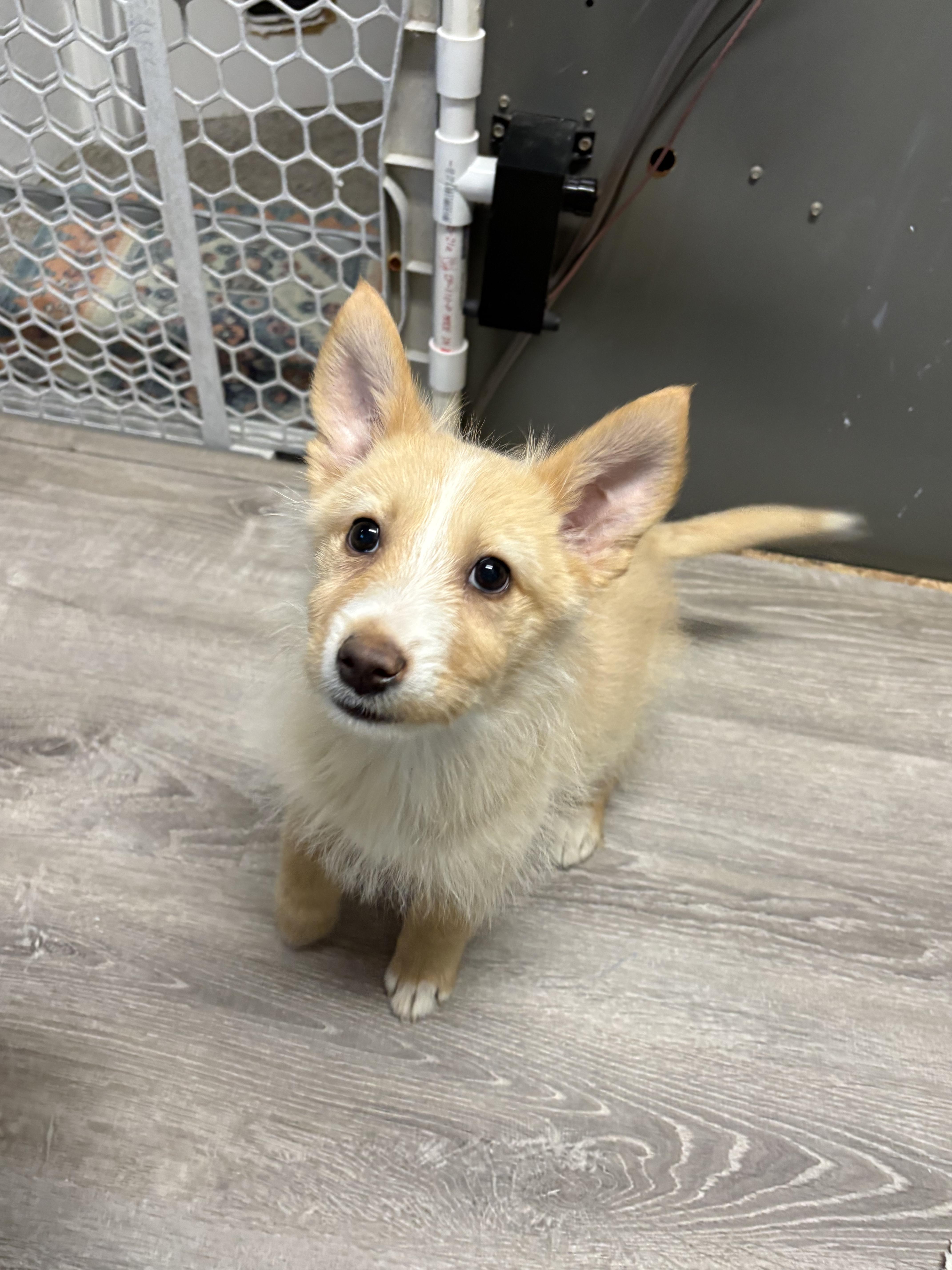 Enlarge Svetlana, a Adoptable mixed breed in Fort Collins, CO image 1/5