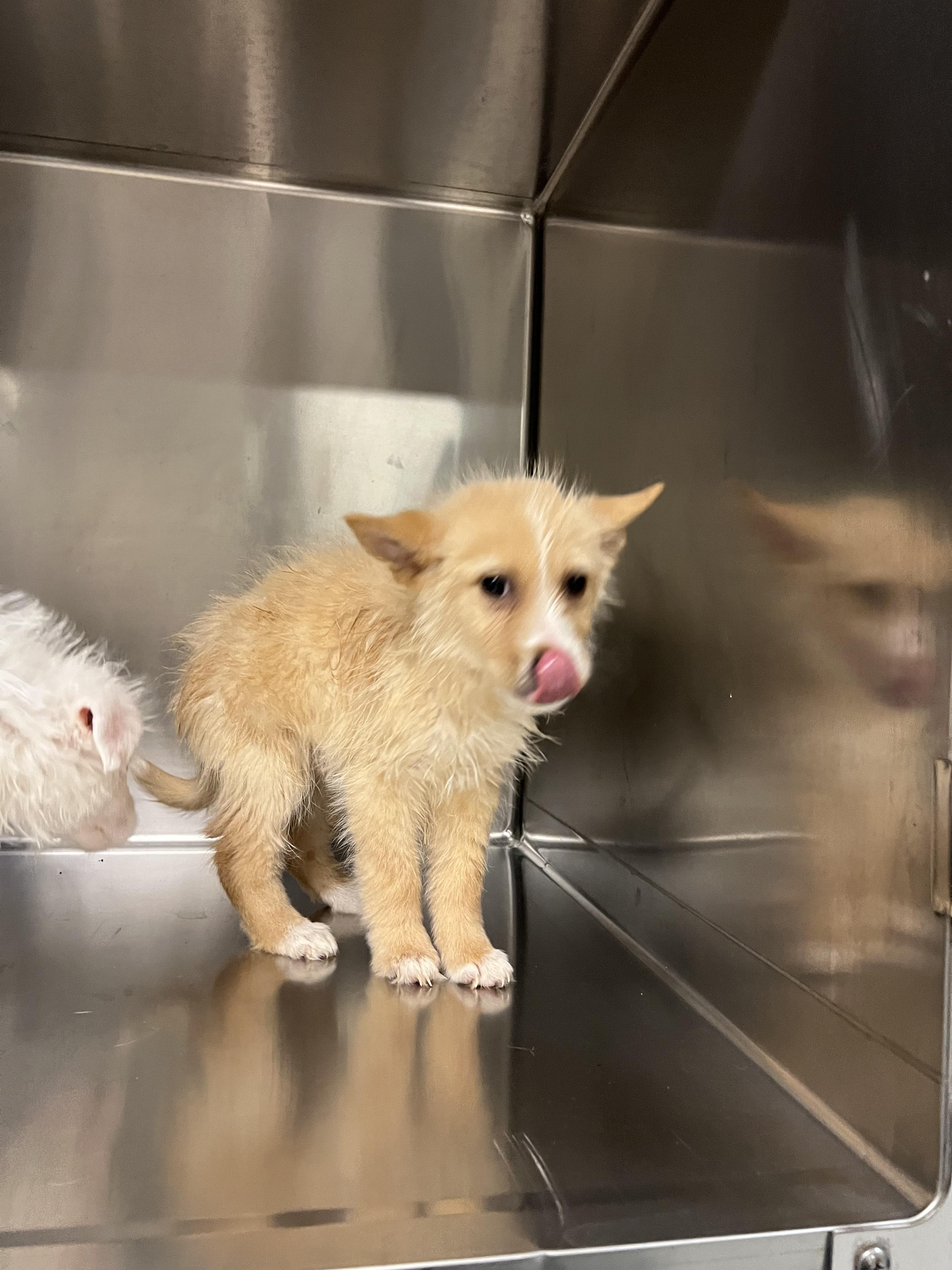Enlarge Svetlana, a Adoptable mixed breed in Fort Collins, CO image 3/5
