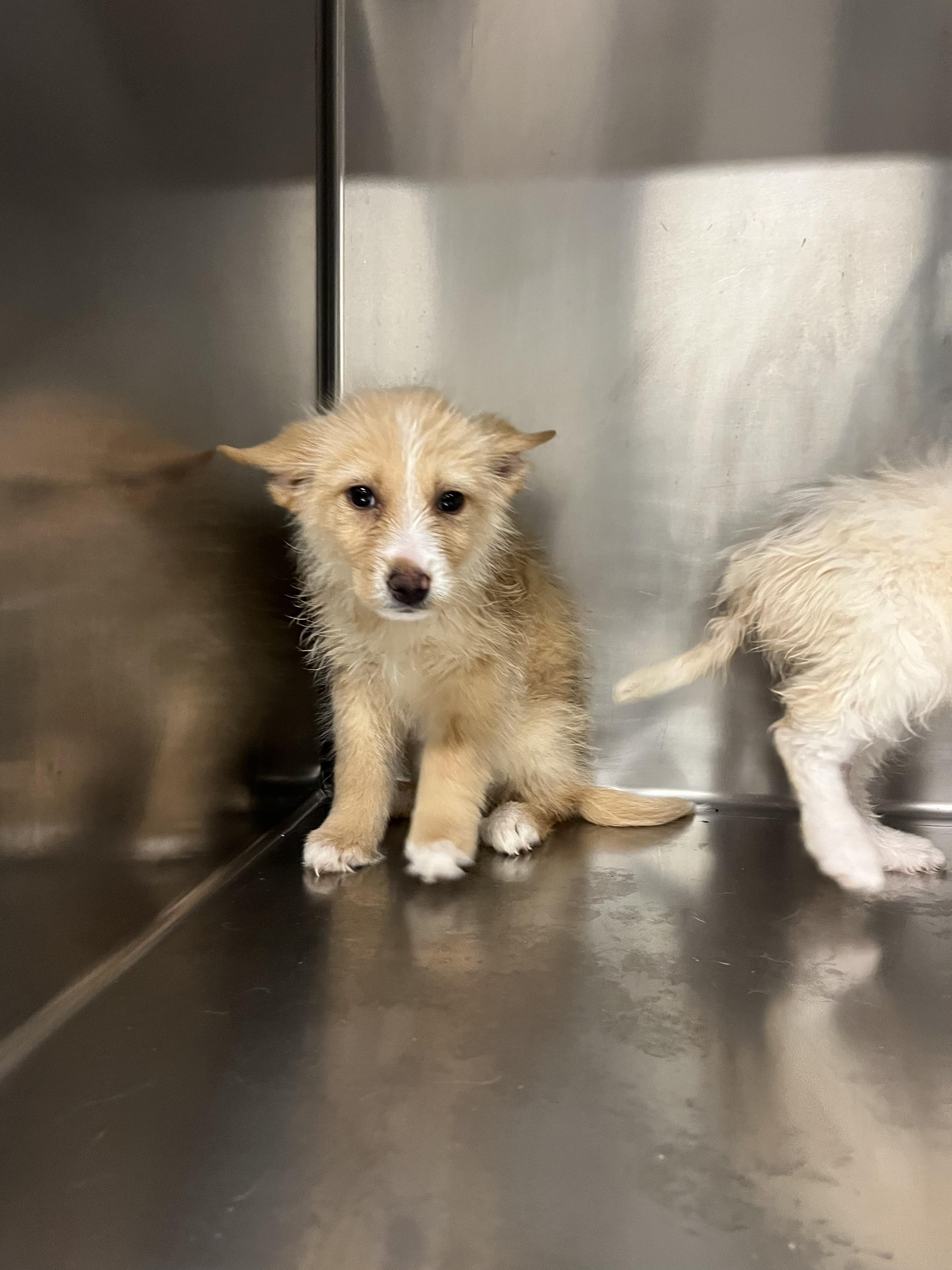 Enlarge Svetlana, a Adoptable mixed breed in Fort Collins, CO image 4/5