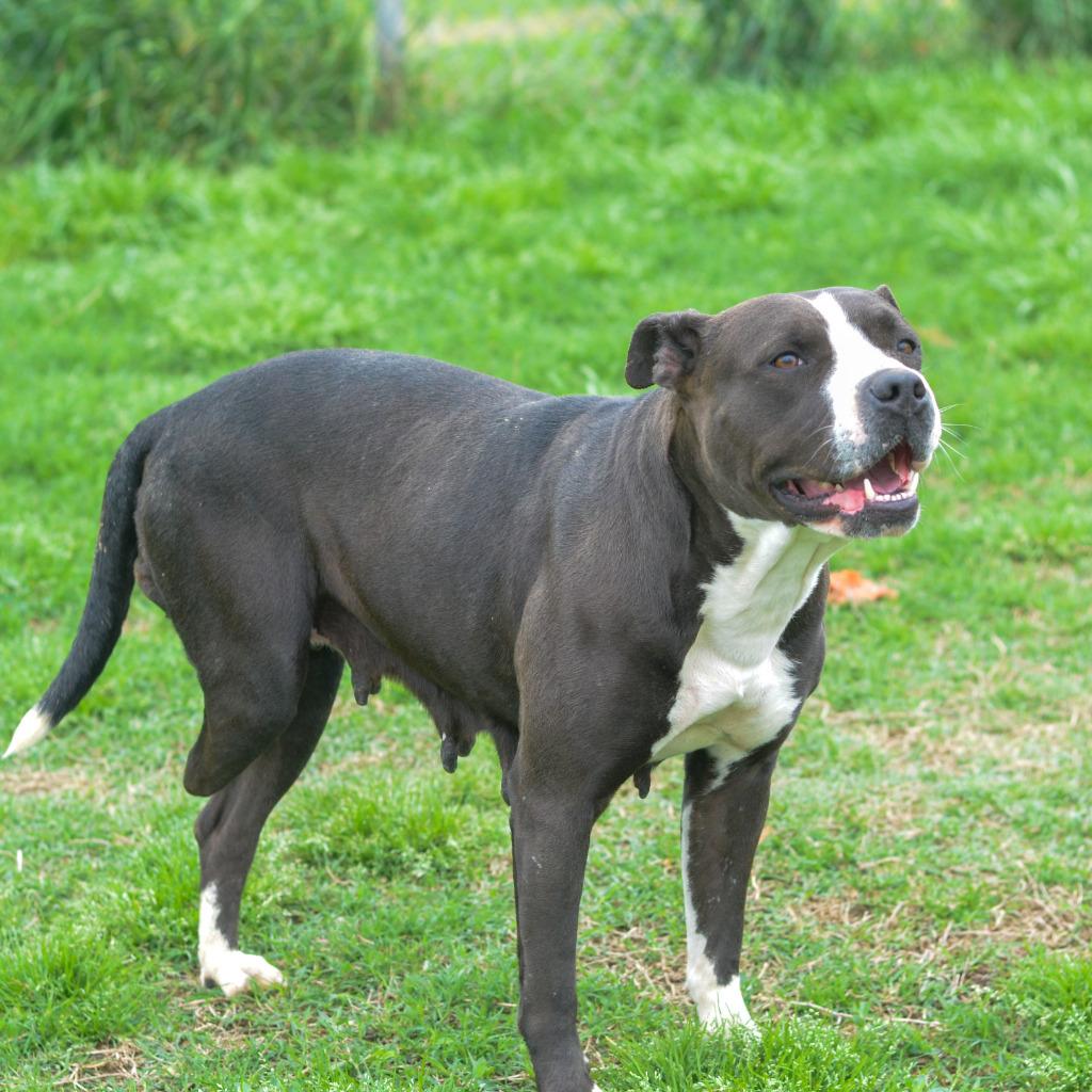 Enlarge Tulip, a Adoptable mixed breed in Quinlan, TX image 2/4