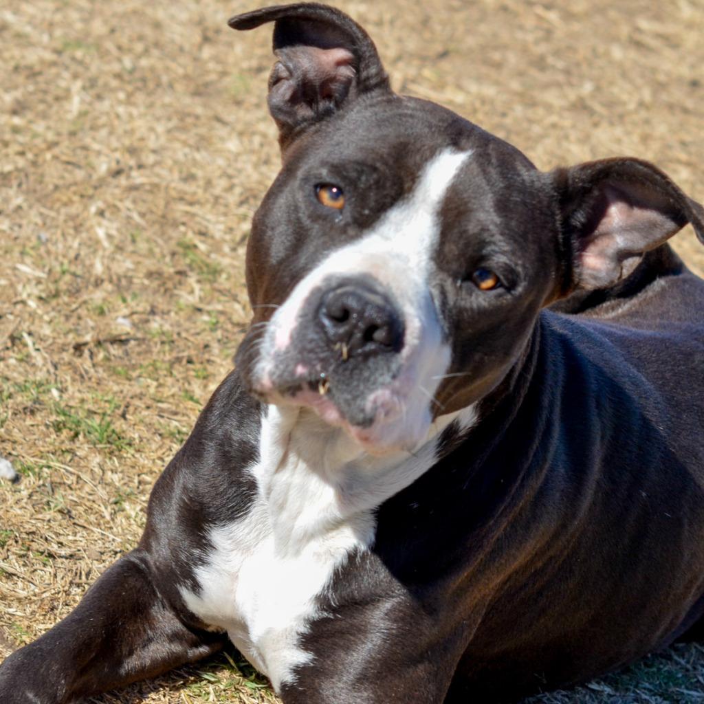 Enlarge Tulip, a Adoptable mixed breed in Quinlan, TX image 2/4