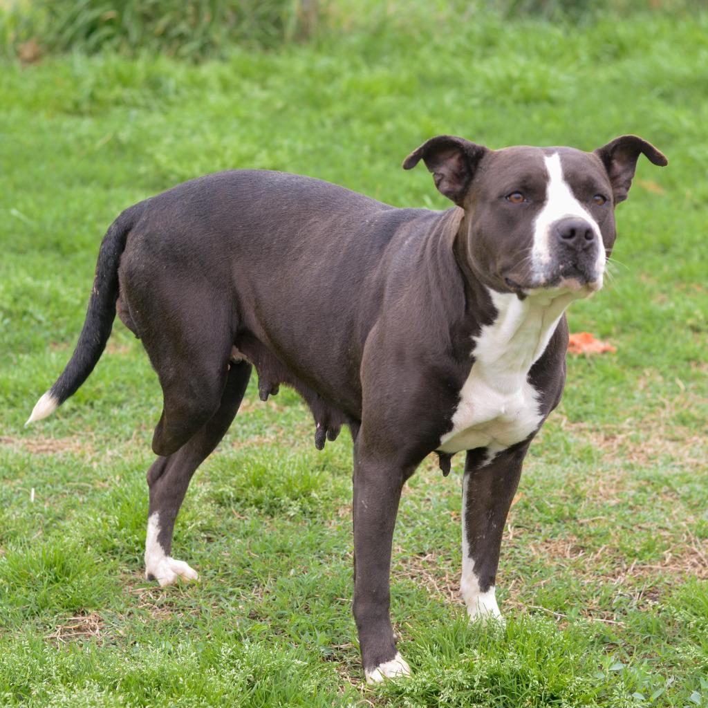 Enlarge Tulip, a Adoptable mixed breed in Quinlan, TX image 3/4