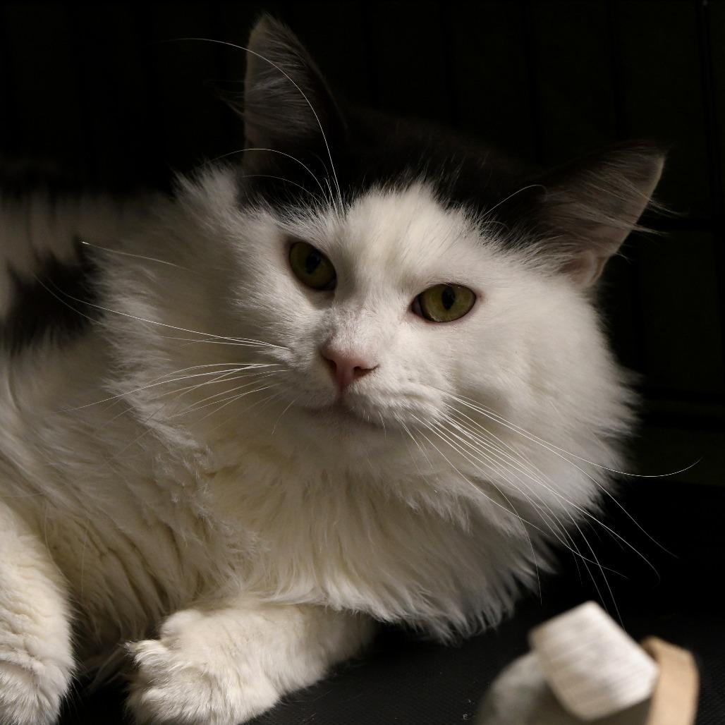 Timothy, Adoptable, Adult Male Domestic Long Hair.