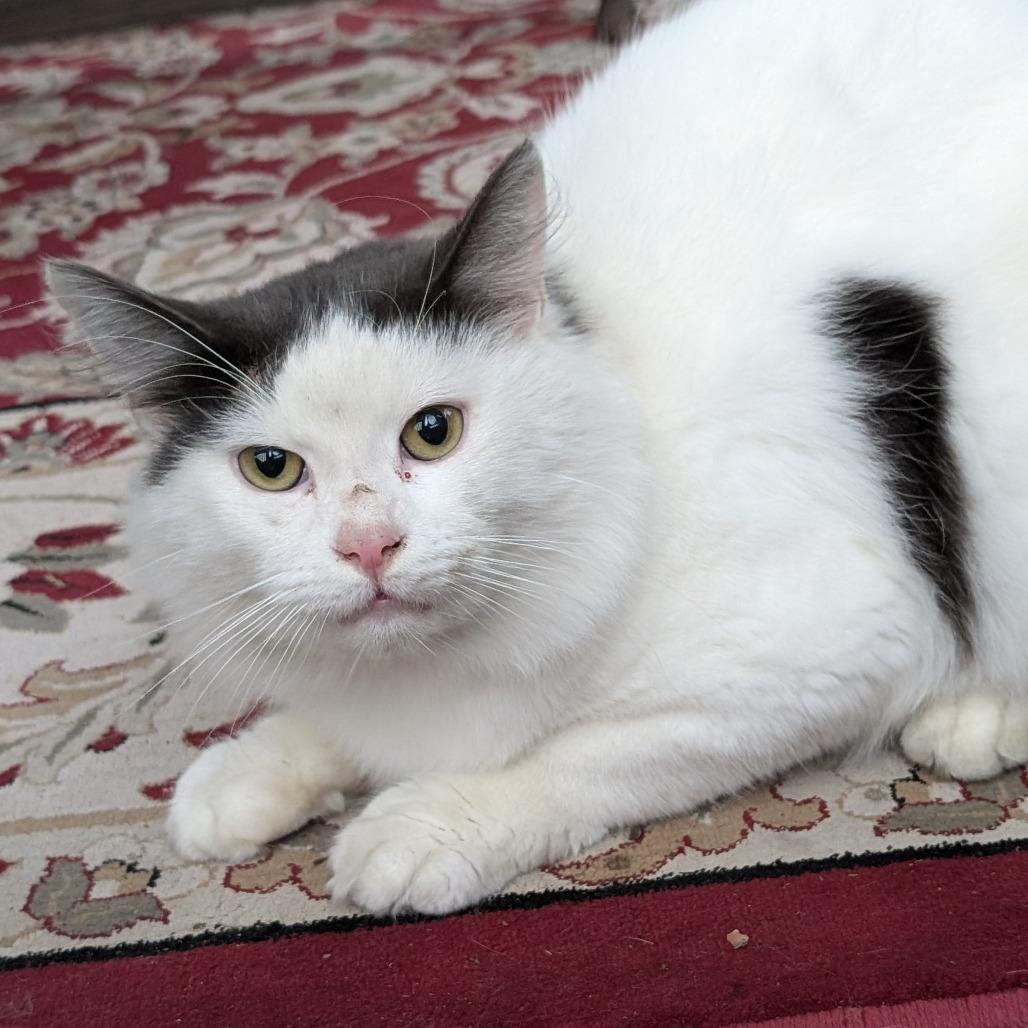 Timothy, a Adoptable Domestic Long Hair in Chilliwack, BC image 2/4