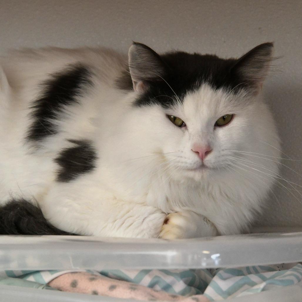 Timothy, a Adoptable Domestic Long Hair in Chilliwack, BC image 3/4