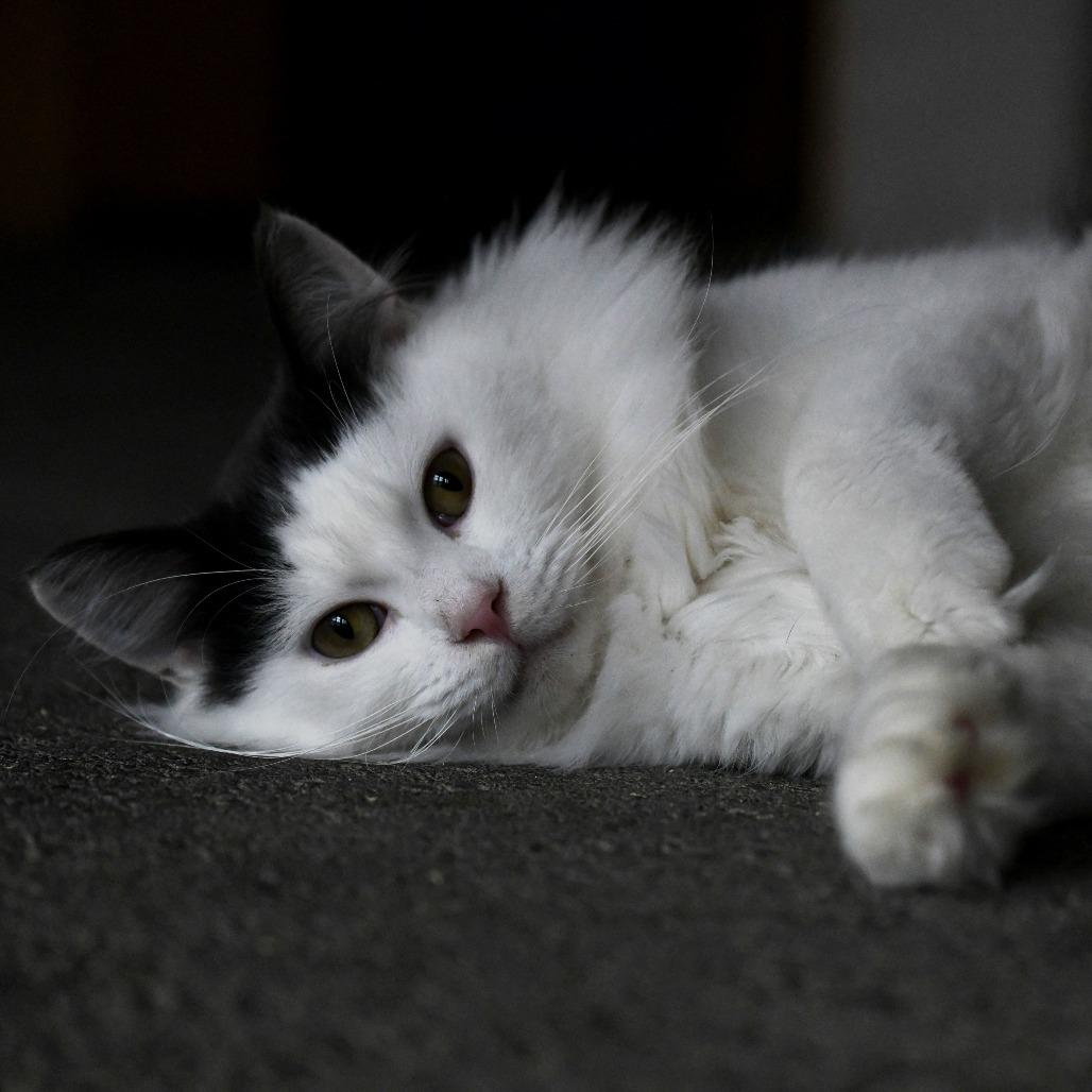 Timothy, a Adoptable Domestic Long Hair in Chilliwack, BC image 4/4