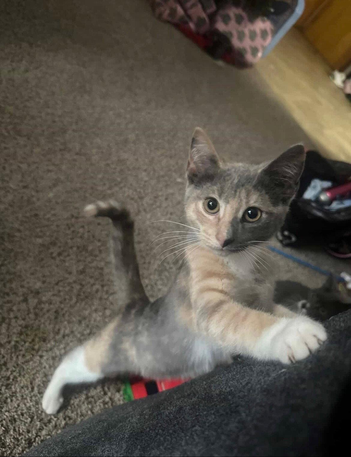 Enlarge Mila, a Adoptable Dilute Calico in East Derry, NH image 2/3