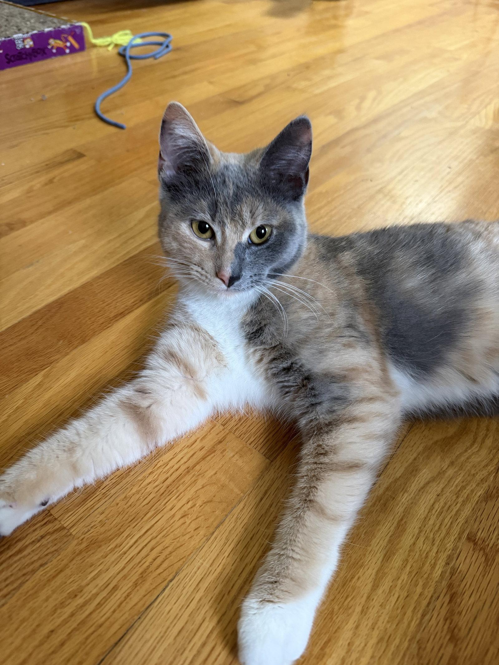 Enlarge Mila, a Adoptable Dilute Calico in East Derry, NH image 3/3