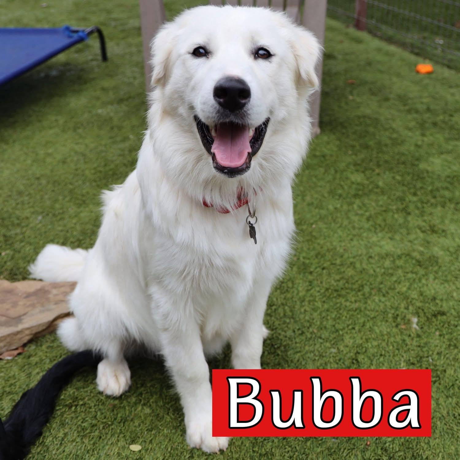 Enlarge Bubba, an adopted mixed breed in Southlake, TX image 1/6