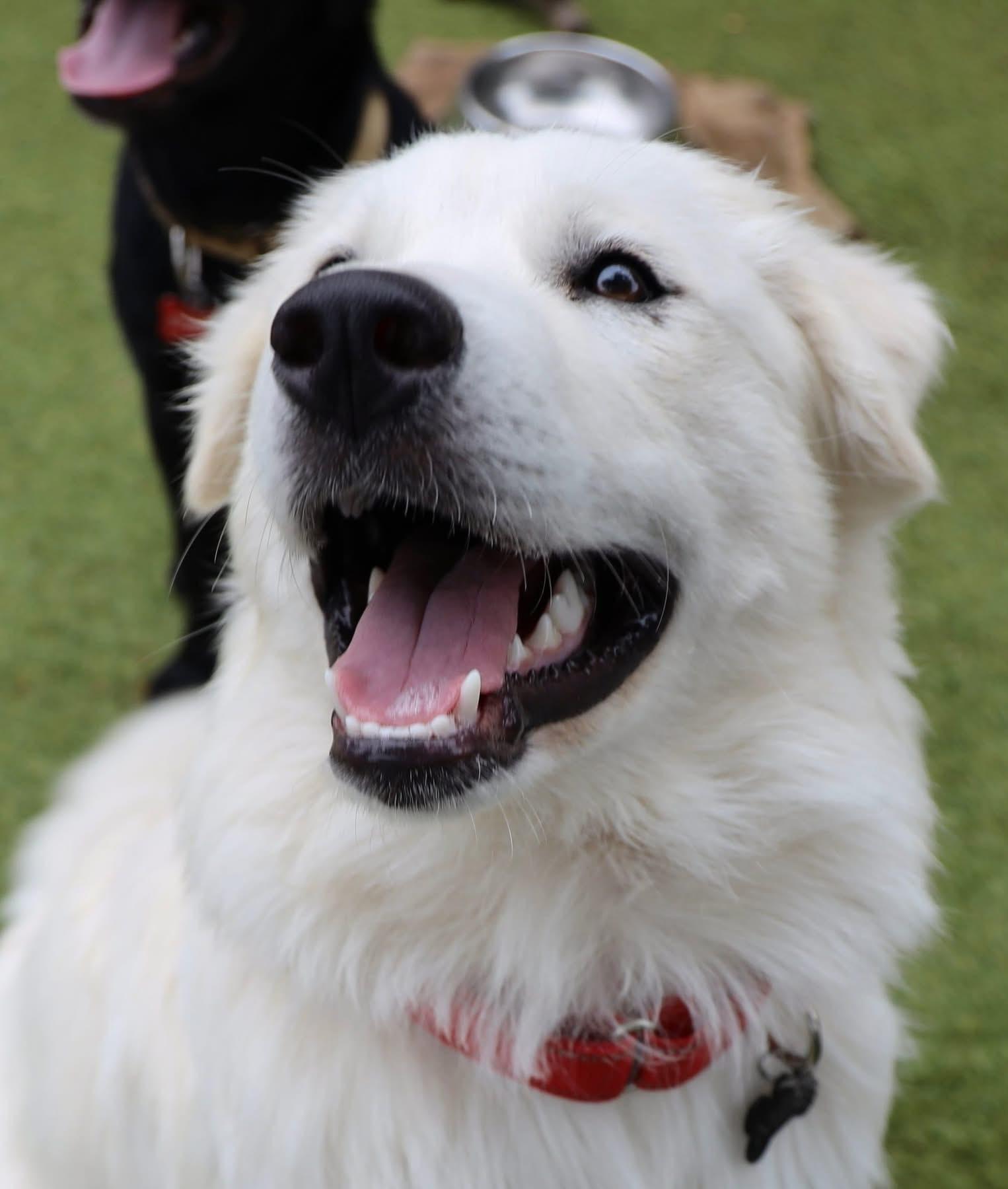 Enlarge Bubba, an adopted mixed breed in Southlake, TX image 3/6