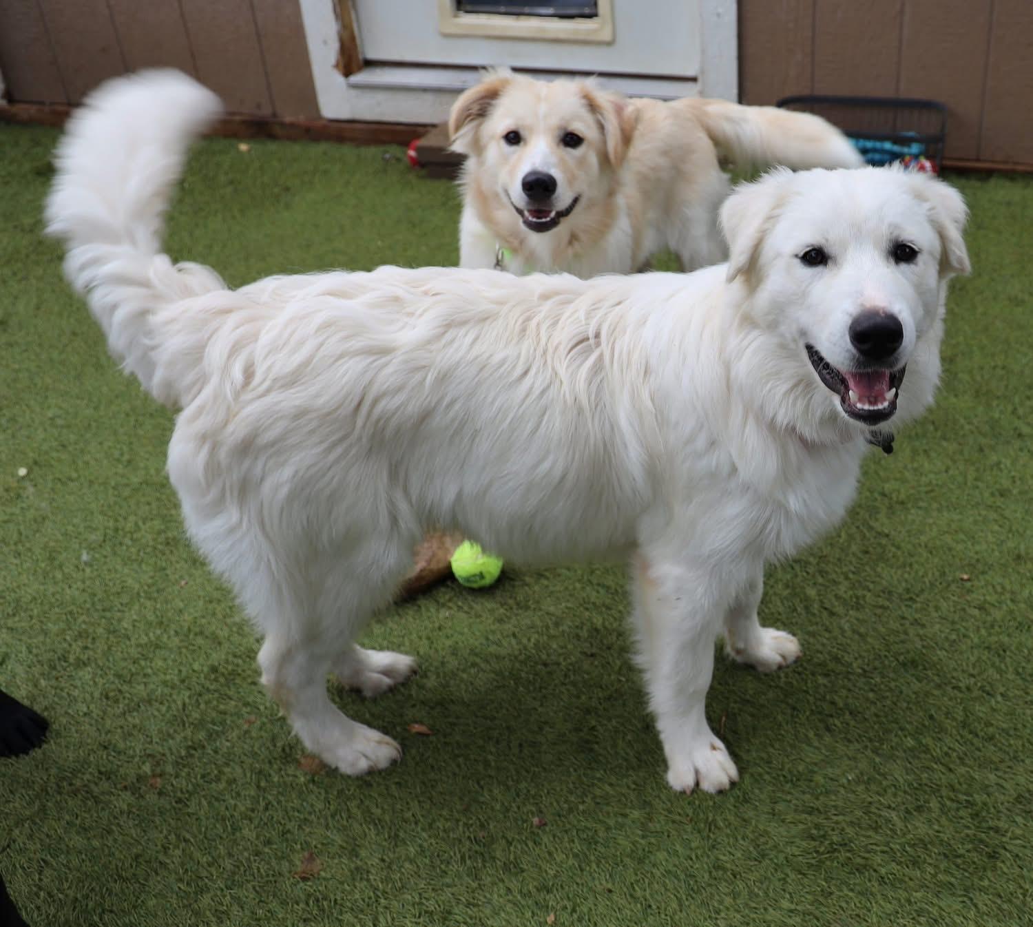 Enlarge Bubba, an adopted mixed breed in Southlake, TX image 5/6