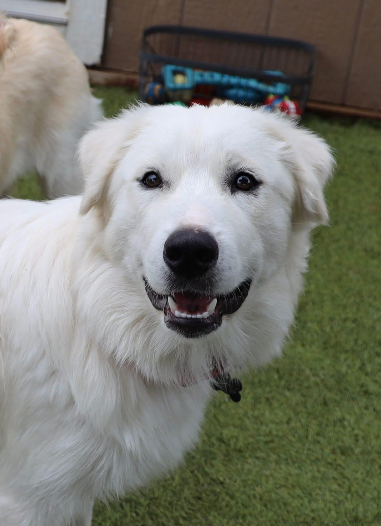 Enlarge Bubba, an adopted mixed breed in Southlake, TX image 2/6