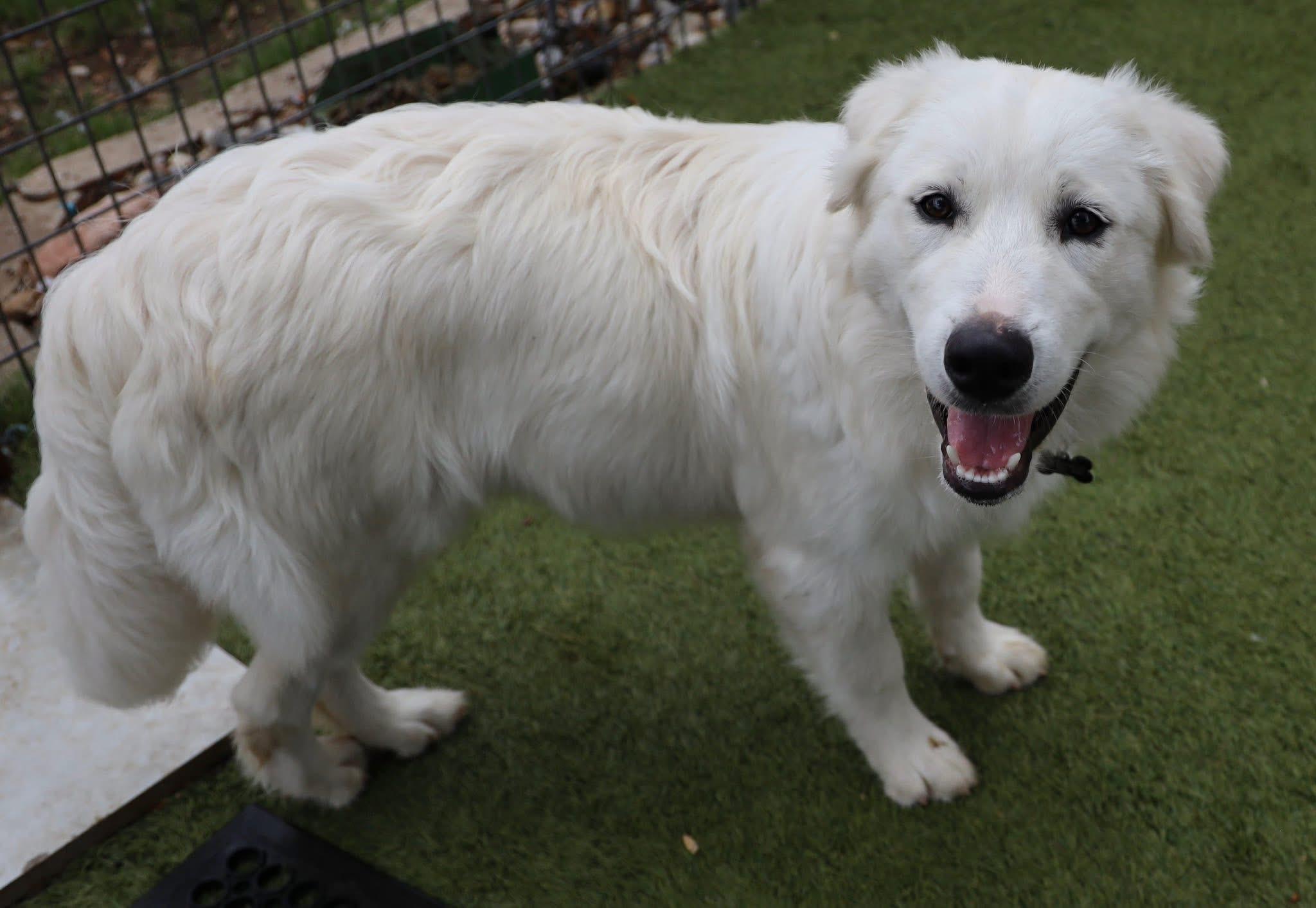 Enlarge Bubba, an adopted mixed breed in Southlake, TX image 4/6