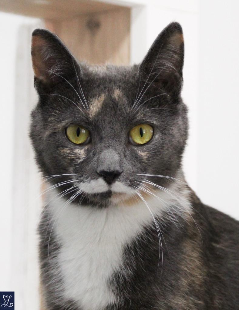 Melissa, Adoptable, Young Female Domestic Short Hair.
