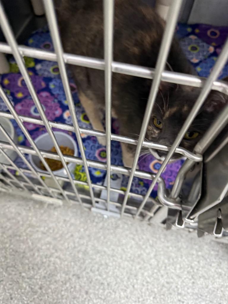 Enlarge Melissa, a Adoptable mixed breed in Albion, NY image 2/2