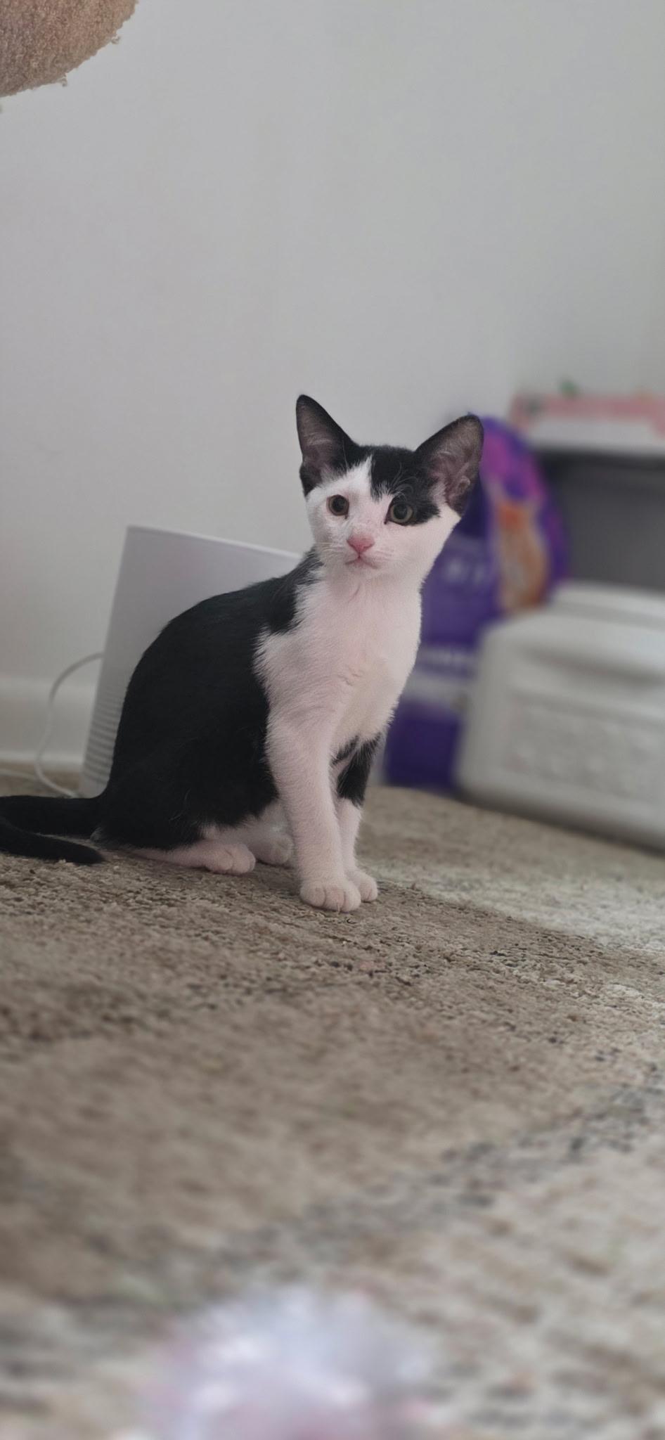 RAVIOLI, Adopted, Kitten Female Domestic Short Hair.