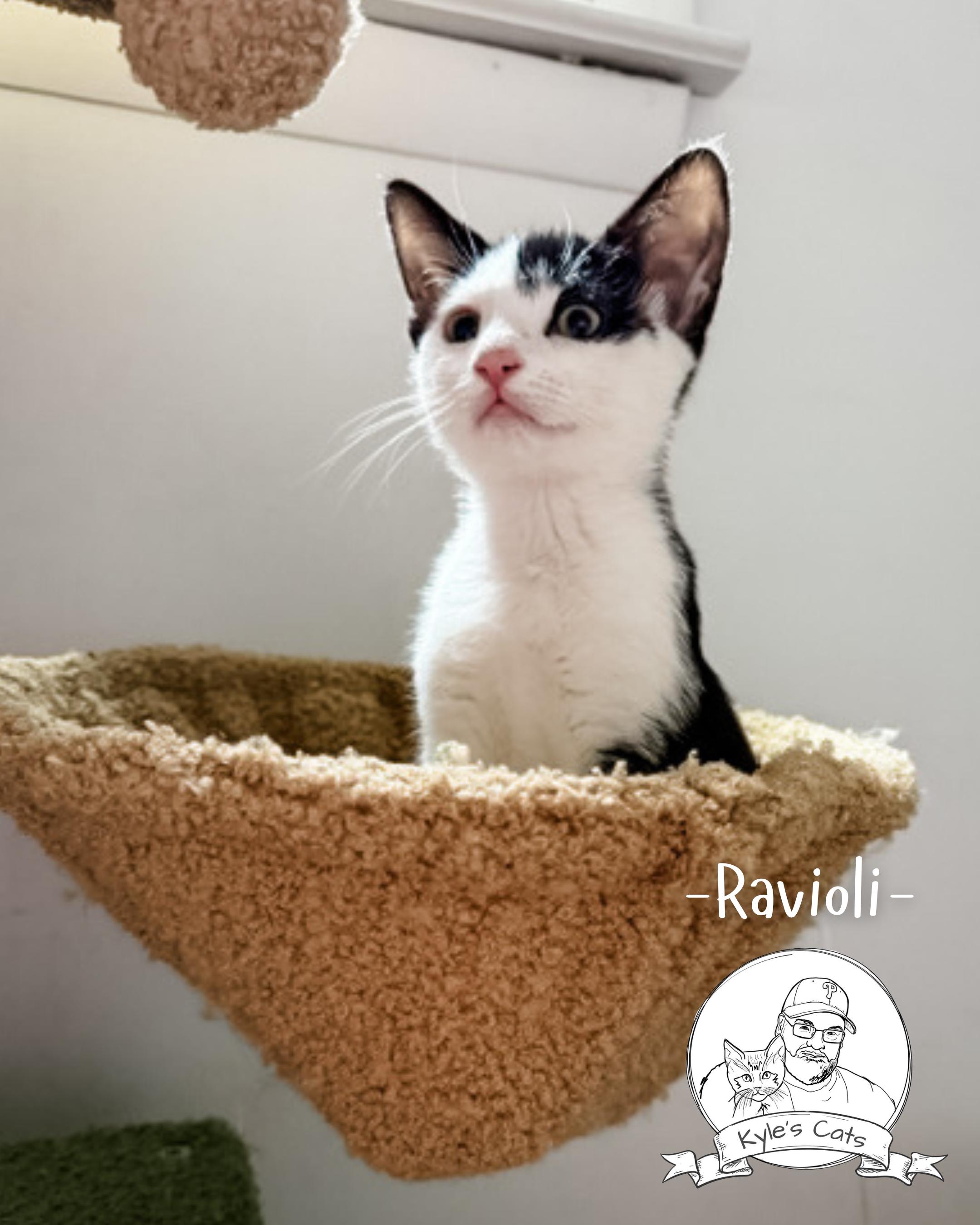 RAVIOLI, a Adopted Domestic Short Hair in Philadelphia, PA image 2/4