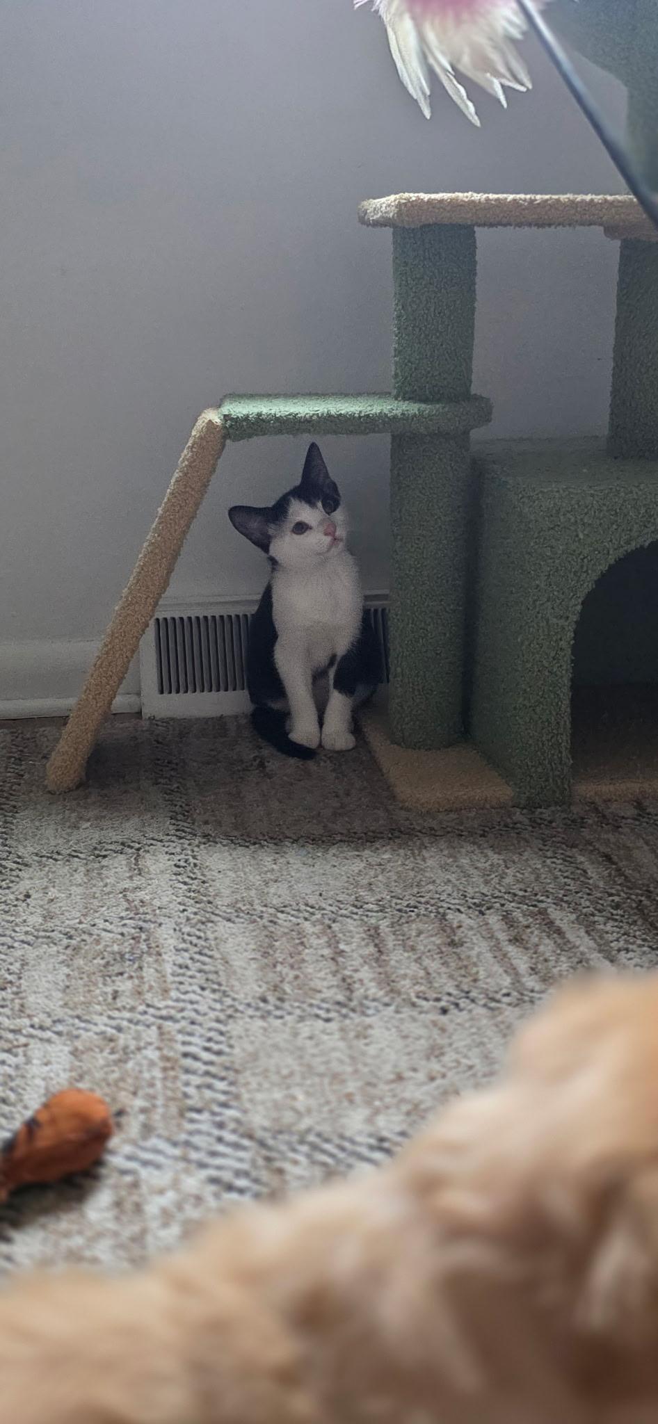 RAVIOLI, a Adopted Domestic Short Hair in Philadelphia, PA image 3/4